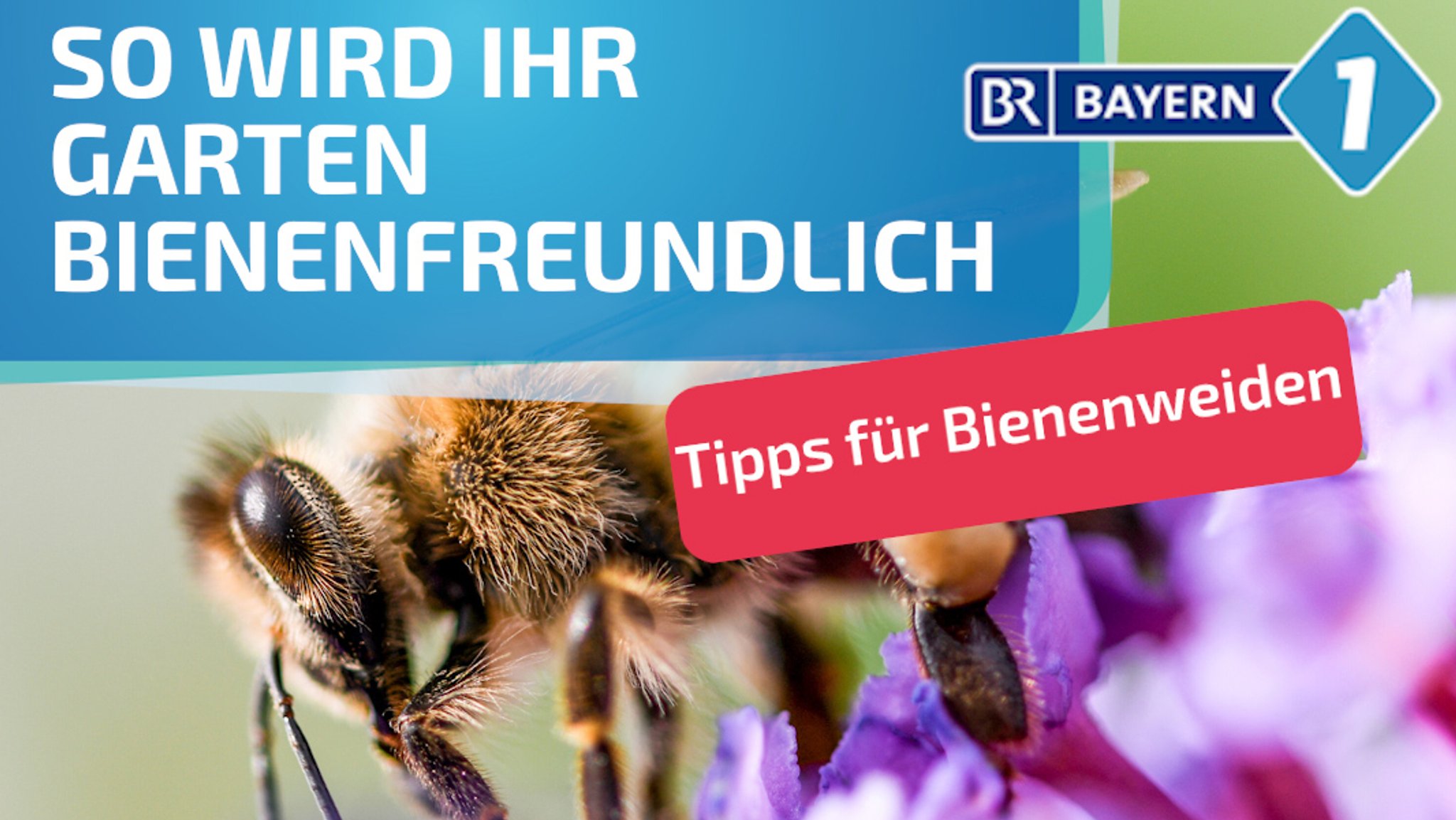 Startbild Video: So wird Ihr Garten bienenfreundlich