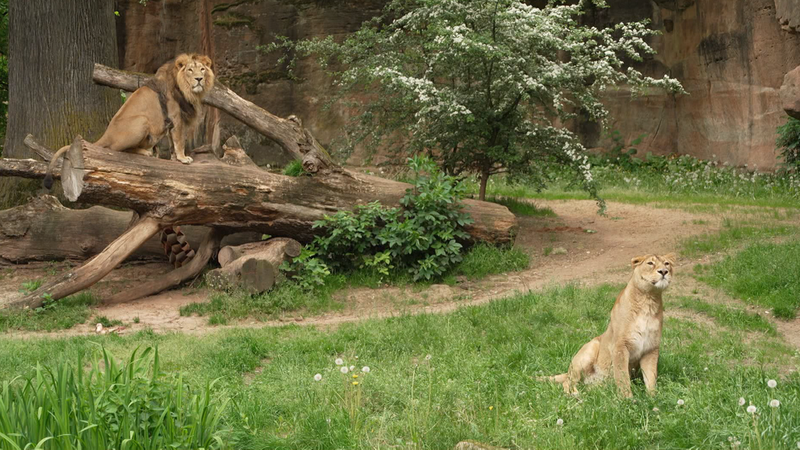 Die Löwen-Familie im Nürnberger Tiergarten hat Nachwuchs bekommen.