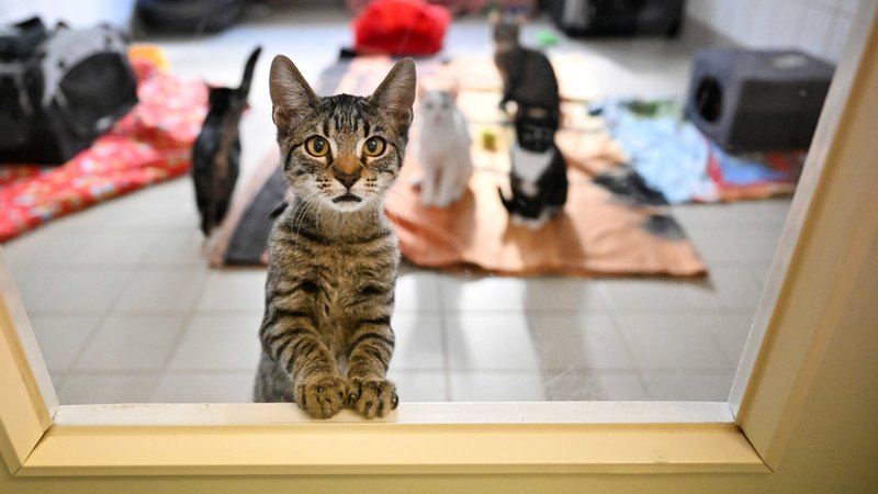 Junge Katzen in einem Tierheim | Bild: dpa-Bildfunk/Martin Schutt Junge Katzen in einem Tierheim
