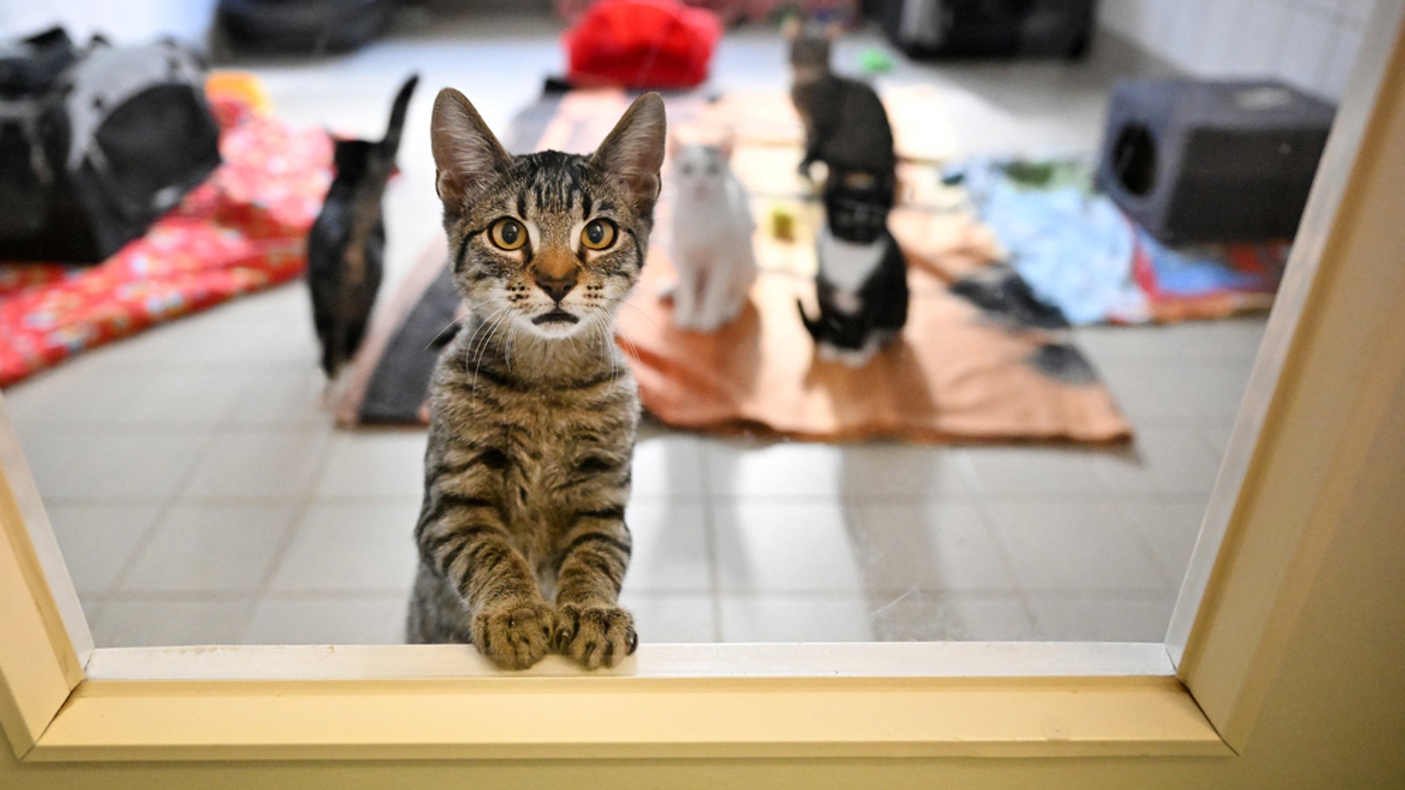 Junge Katzen in einem Tierheim 