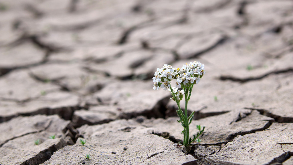 Blume wächst aus ausgetrocknetem Boden; in der Sahelzone dürfte bereits bis 2040 mit bis zu 50 Prozent mehr Regen gerechnet werden.
