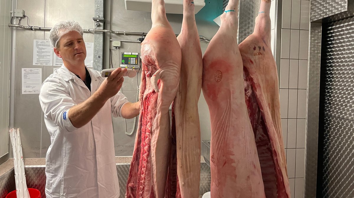 Marco Häuser, Geschäftsführer der Metzgerei Häuser in Aschaffenburg, prüft die Temperatur der gelieferten Schweinehälften.