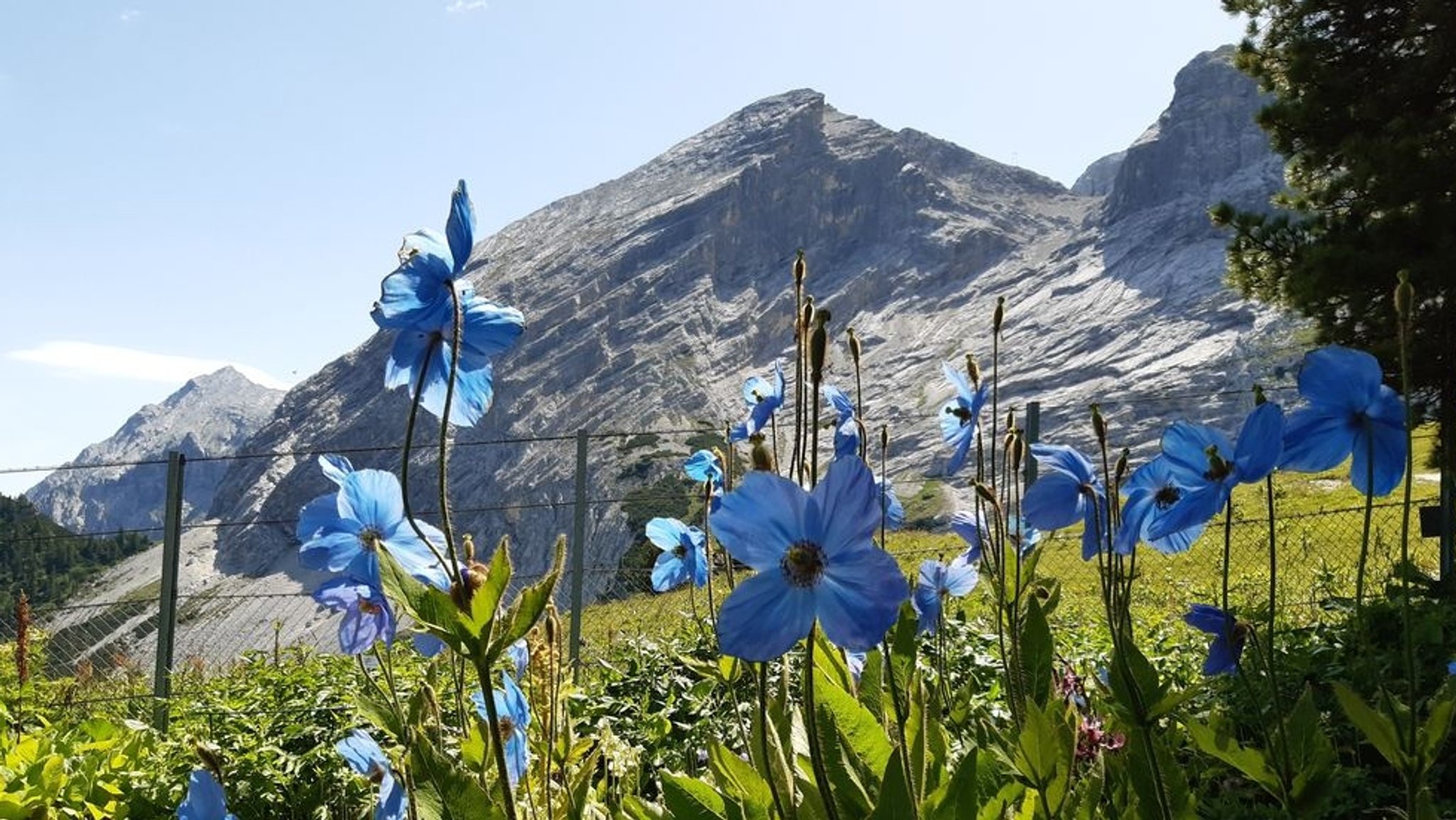 Jede Menge verschiedene Blumen und Pflanzen am Wegesrand lassen die Pilger auf dem Hildegard-Weg die "Grünkraft" der Natur spüren.