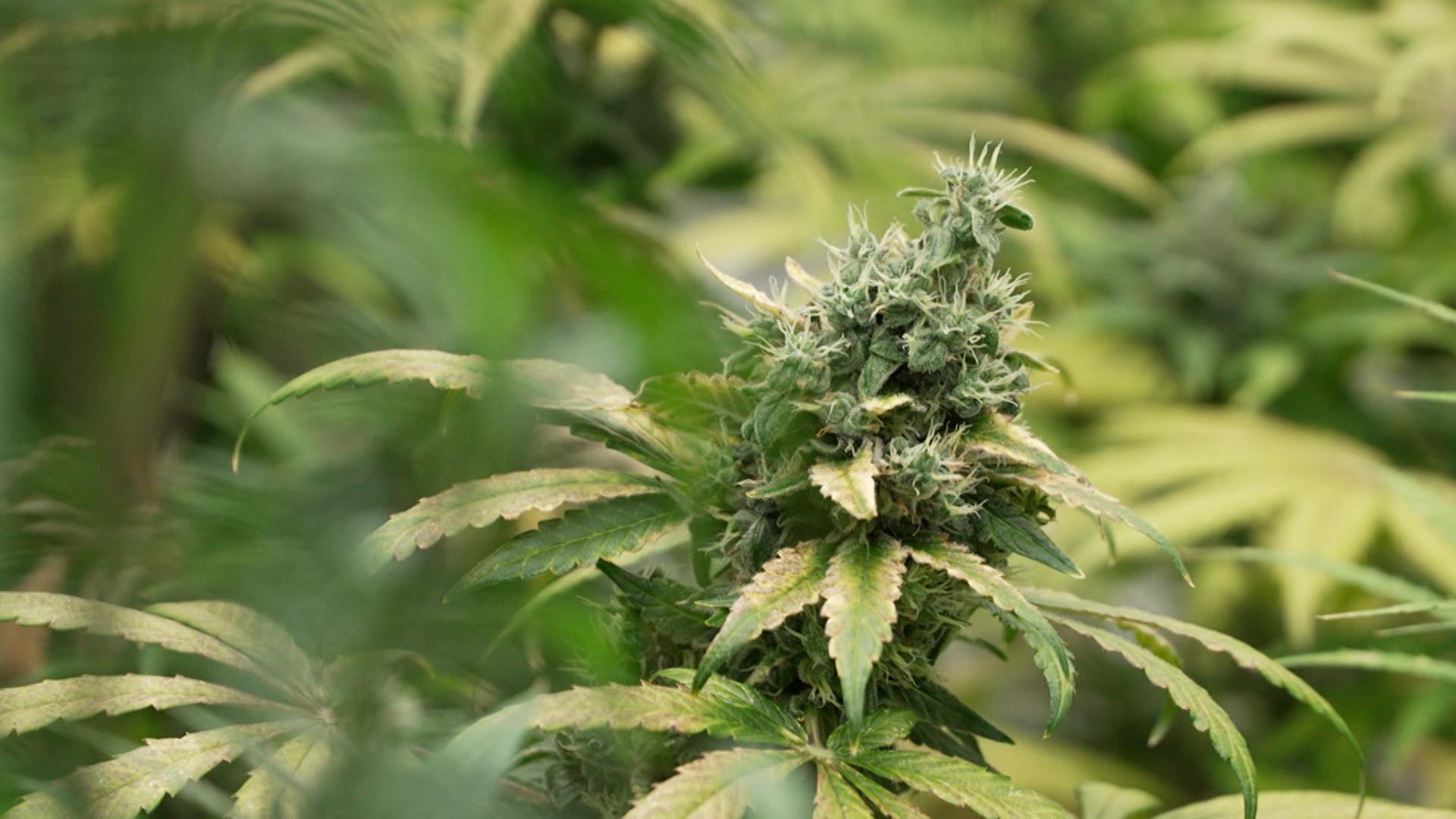 Vor zwei Jahren hat die Ampel Cannabis teilweise legalisiert. Doch CDU und CSU sehen diese neue Freiheit bis heute skeptisch - in Bayern gilt sogar ein Cannabis-Verbot auf Volksfesten und in Biergärten. Heute nun zogen Forscher eine neue Zwischenbilanz und fordern Nachbesserungen!