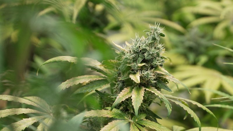 Vor zwei Jahren hat die Ampel Cannabis teilweise legalisiert. Doch CDU und CSU sehen diese neue Freiheit bis heute skeptisch - in Bayern gilt sogar ein Cannabis-Verbot auf Volksfesten und in Biergärten. Heute nun zogen Forscher eine neue Zwischenbilanz und fordern Nachbesserungen! | Bild: BR Vor zwei Jahren hat die Ampel Cannabis teilweise legalisiert. Doch CDU und CSU sehen diese neue Freiheit bis heute skeptisch - in Bayern gilt sogar ein Cannabis-Verbot auf Volksfesten und in Biergärten. Heute nun zogen Forscher eine neue Zwischenbilanz und fordern Nachbesserungen!