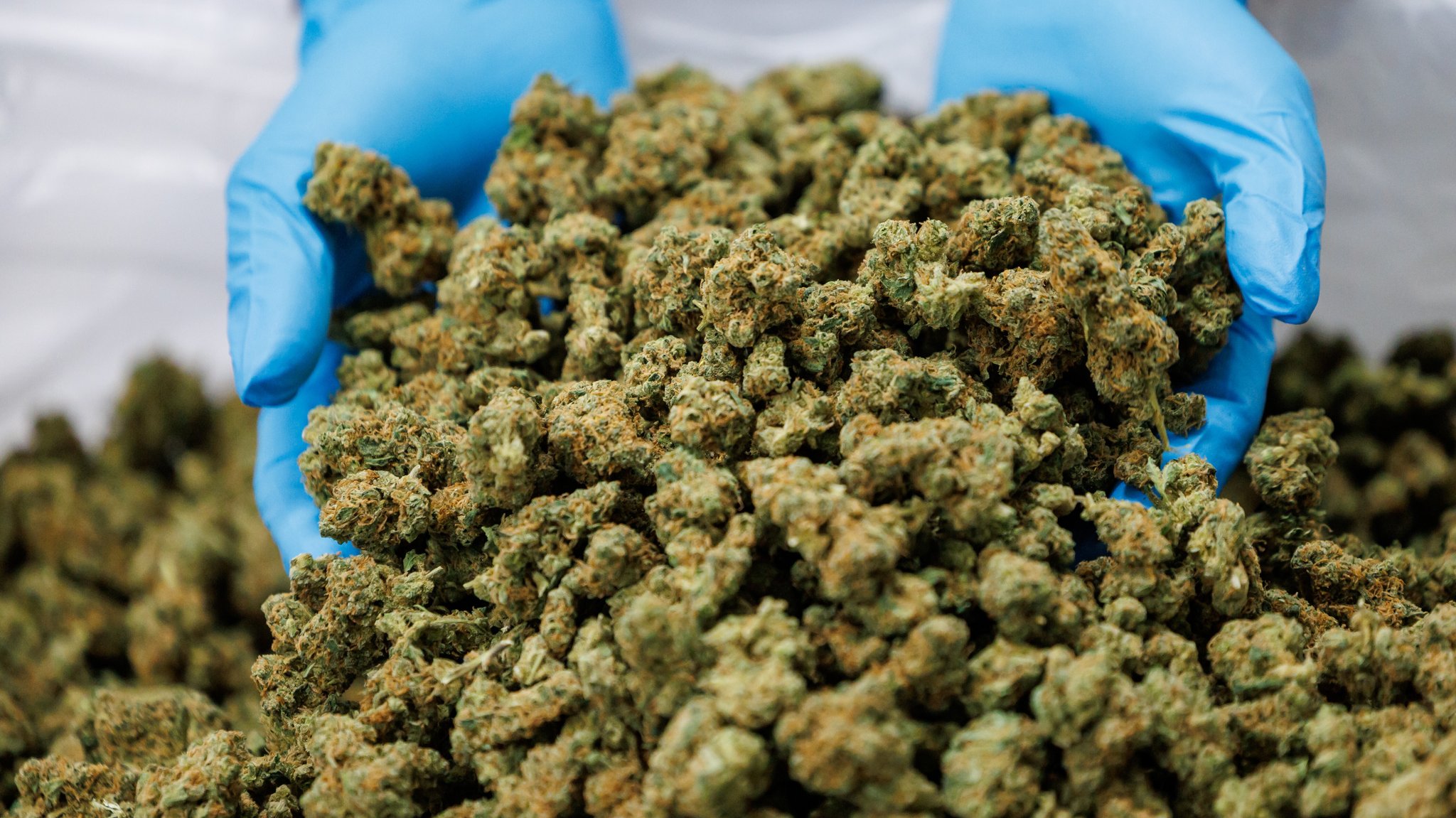 "Möglichst restriktiv": Warum es Cannabis-Clubs so schwer haben