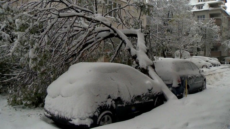 Ein umgestürzter Baum liegt auf einem schneebedeckten Auto.