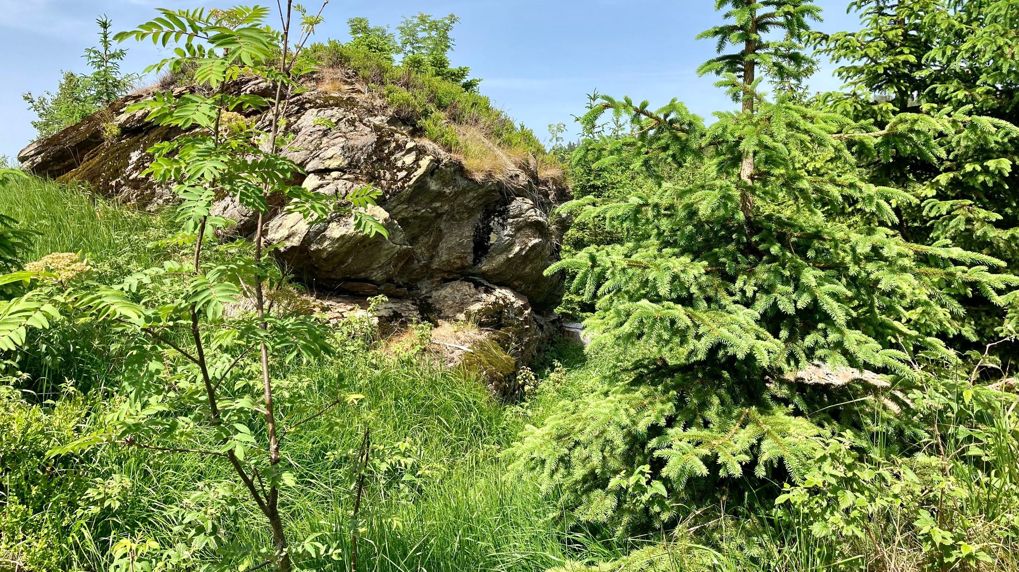 Ehemalige Windwurfflächen am Bretterschachten