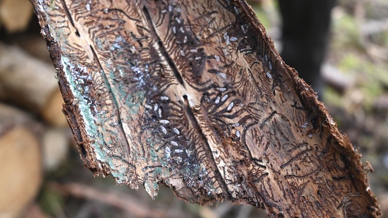 Vom Borkenkäfer befallene Baumrinde. | Bild: Stadt Ansbach/Anne Ziegler Vom Borkenkäfer befallene Baumrinde.