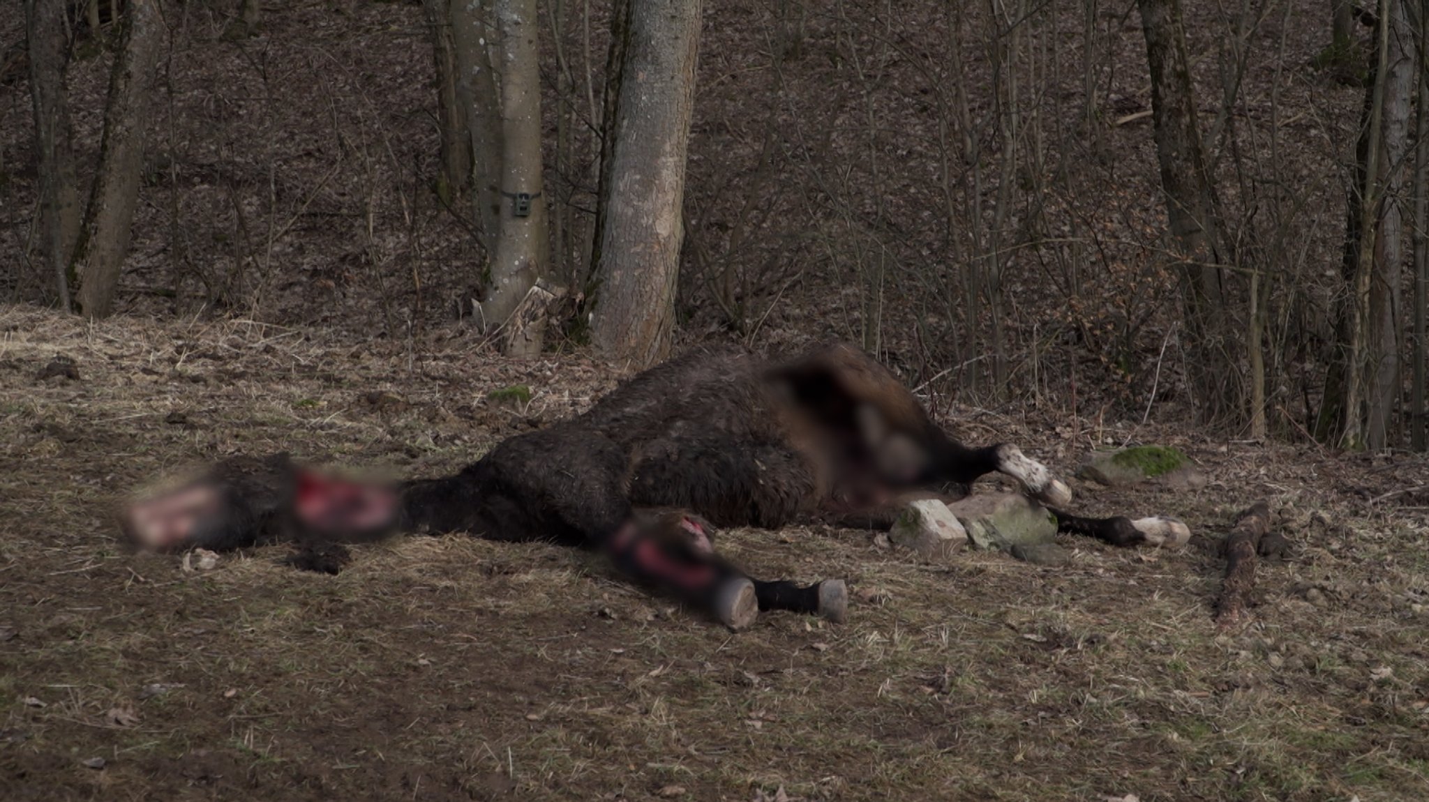 Pferdekadaver auf einer Weide 