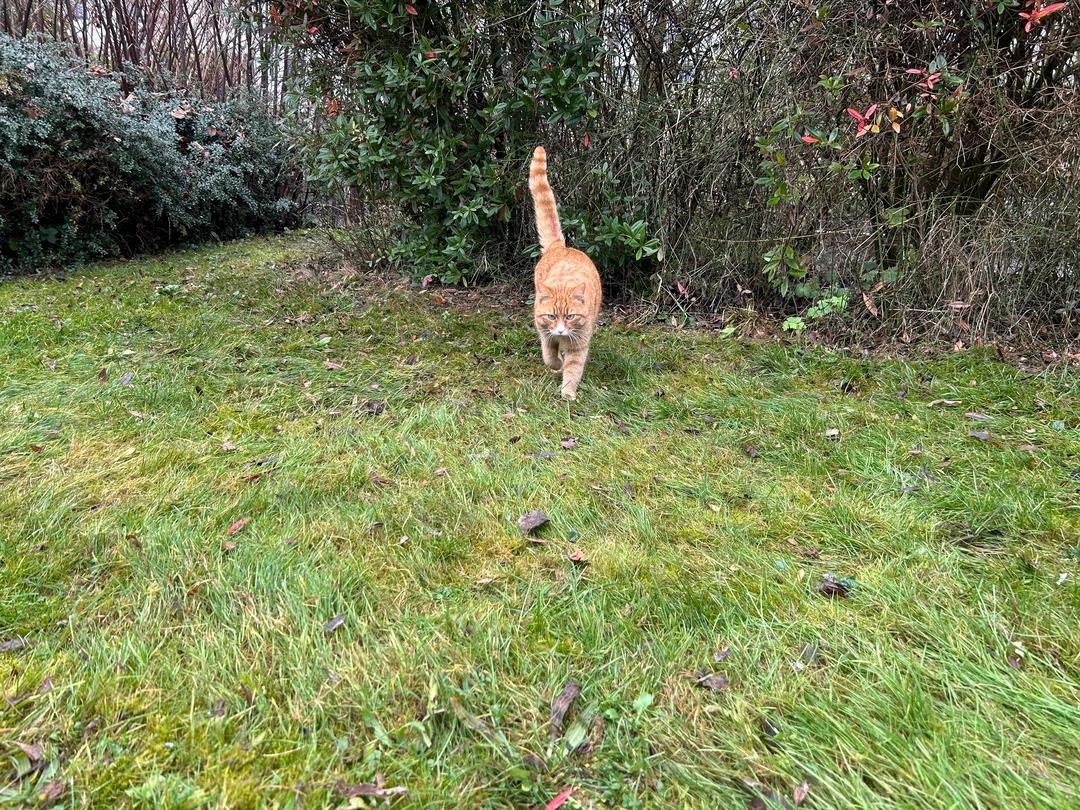 Kadu - kurz für "Kater an der Uni" - hier bei einem Spaziergang über den Campus.