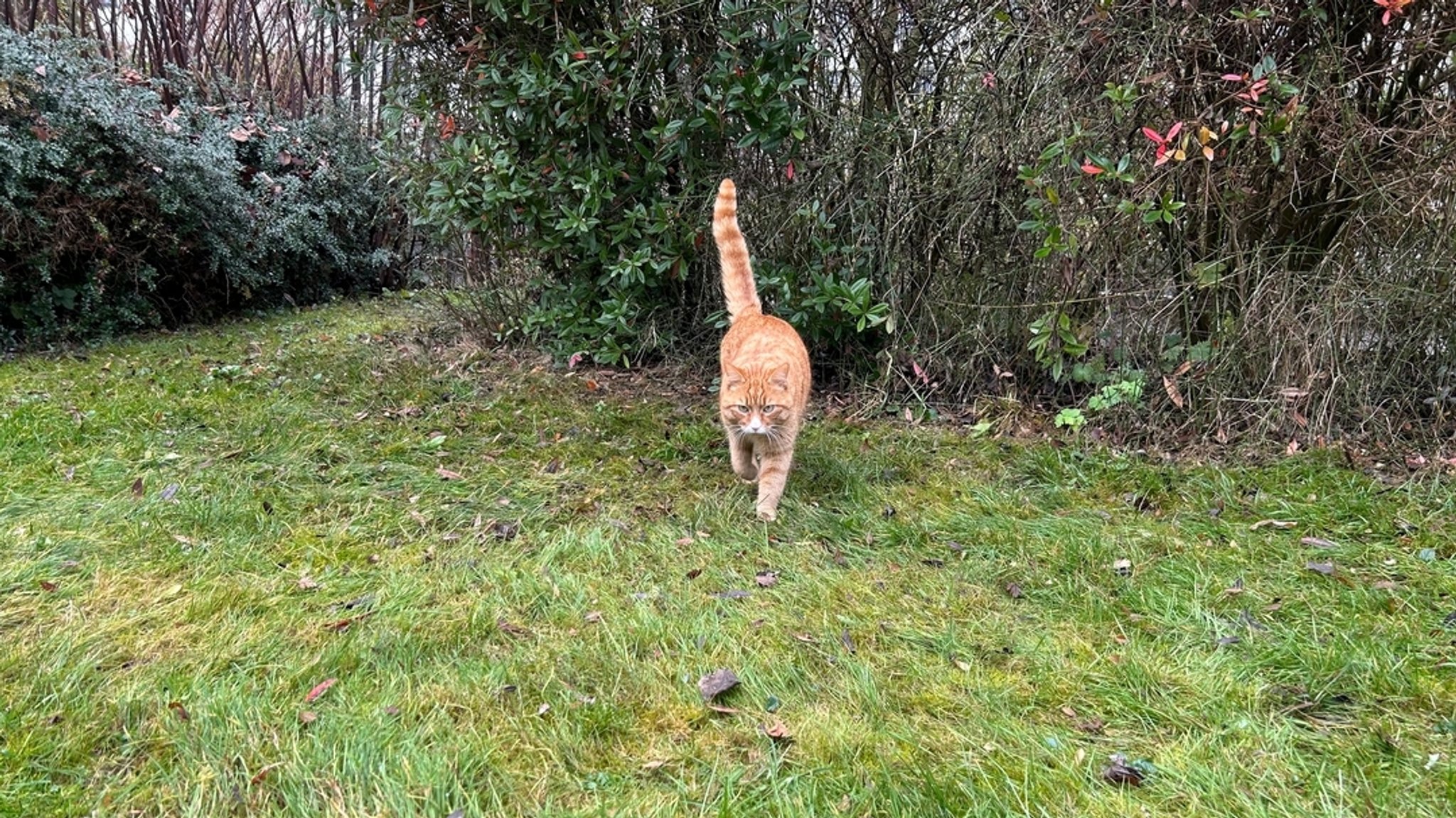 Kadu - kurz für "Kater an der Uni" - hier bei einem Spaziergang über den Campus.