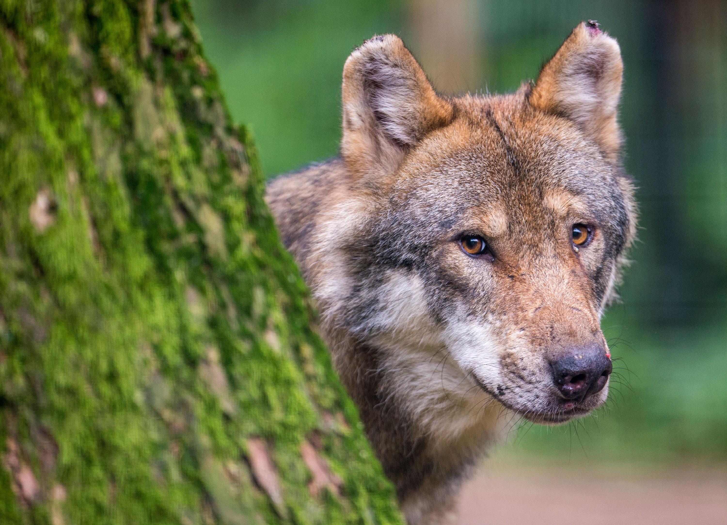 Ein Wolf schaut hinter einem Baum im Wildpark Poing hervor.