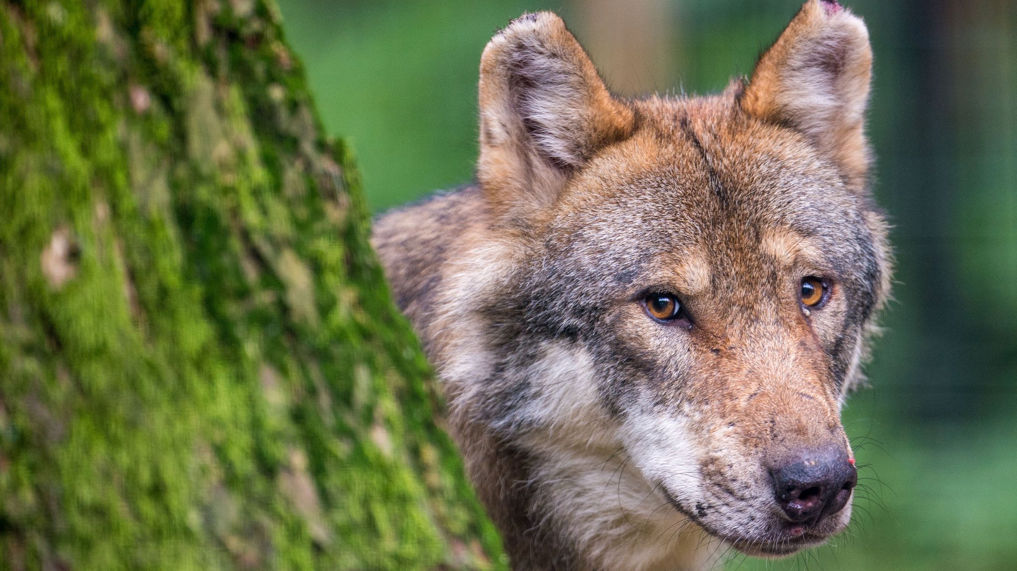 Ein Wolf schaut hinter einem Baum im Wildpark Poing hervor.