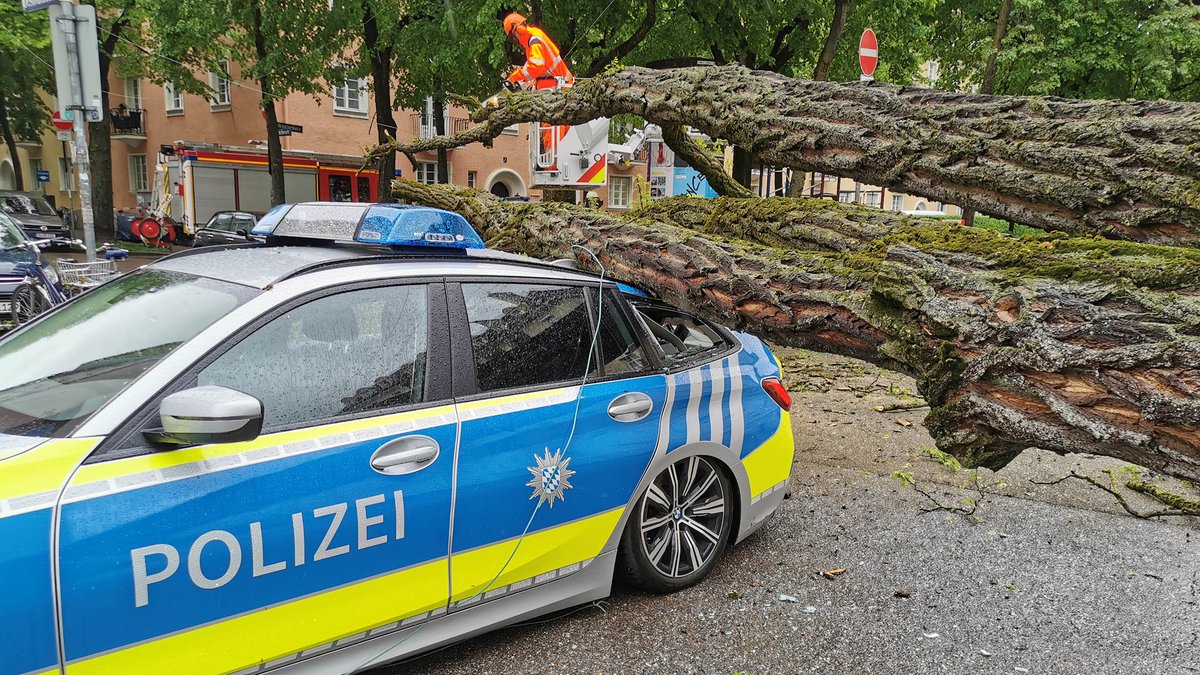 Ein etwa zehn Meter langer Baum liegt auf einem abgestellten Polizeiauto.