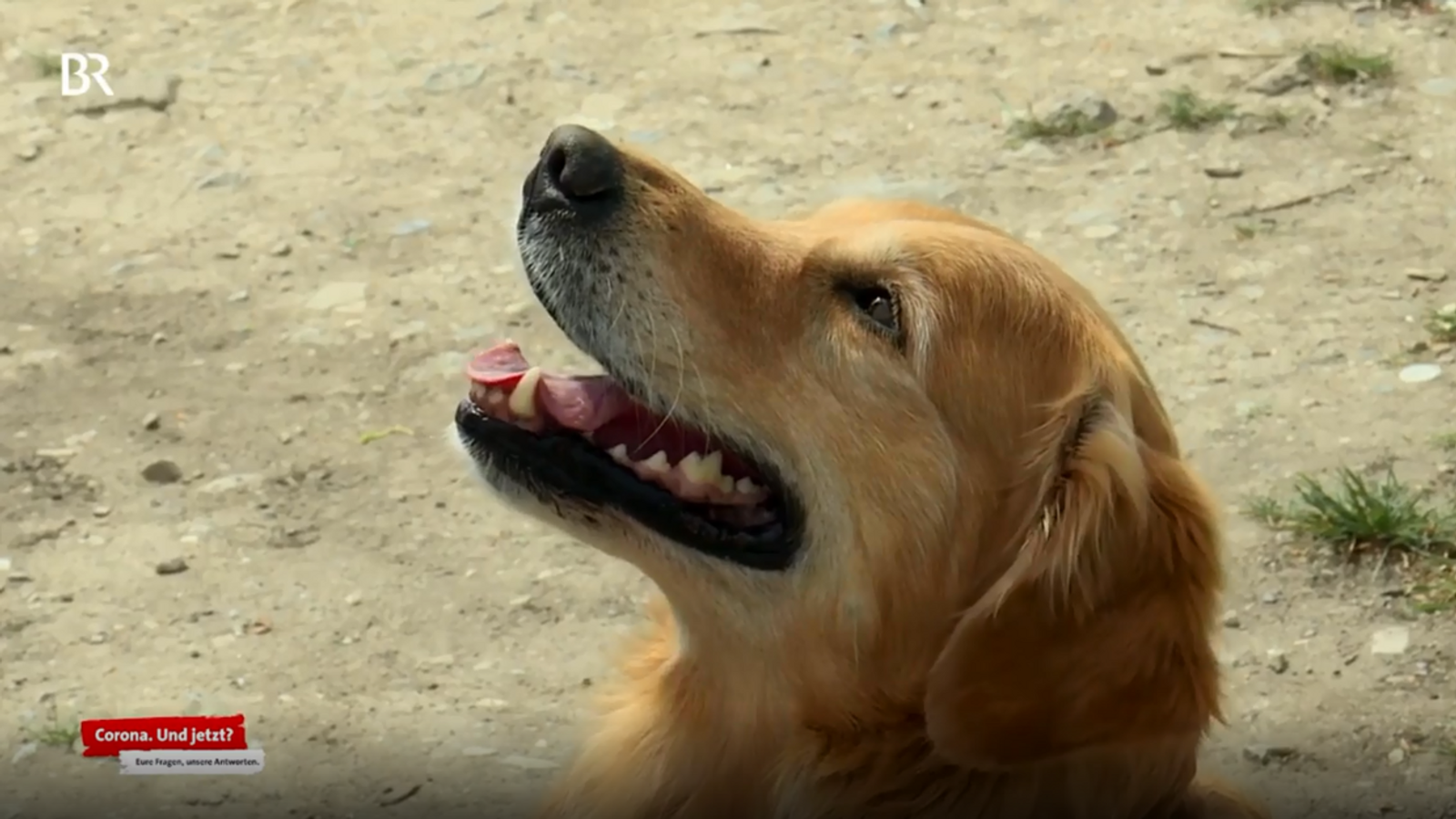 Corona Und Jetzt Tiere Und Tierheime In Zeiten Von Corona Br24