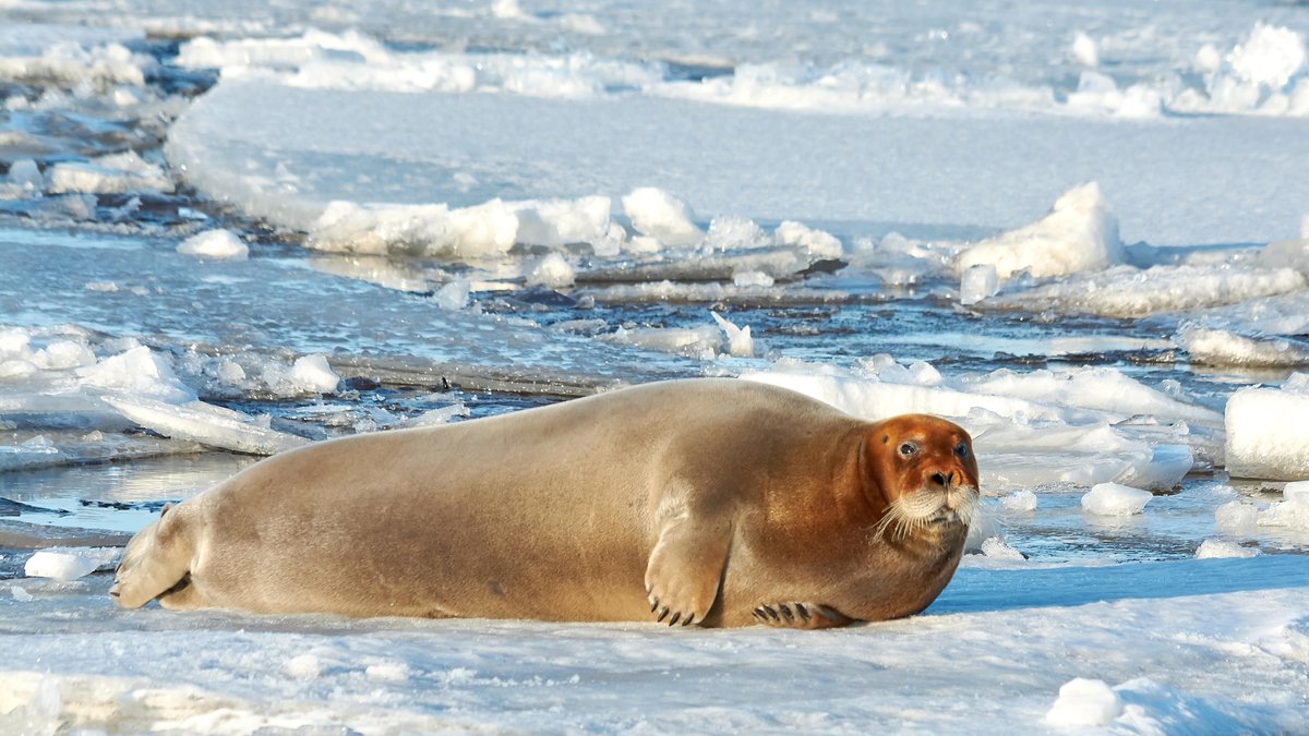 Seerobbe liegt im Eis in der Antarktis.