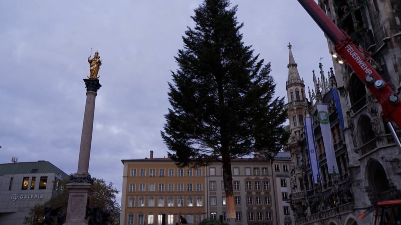 Christbaum wird auf dem Marienplatz in München aufgestellt