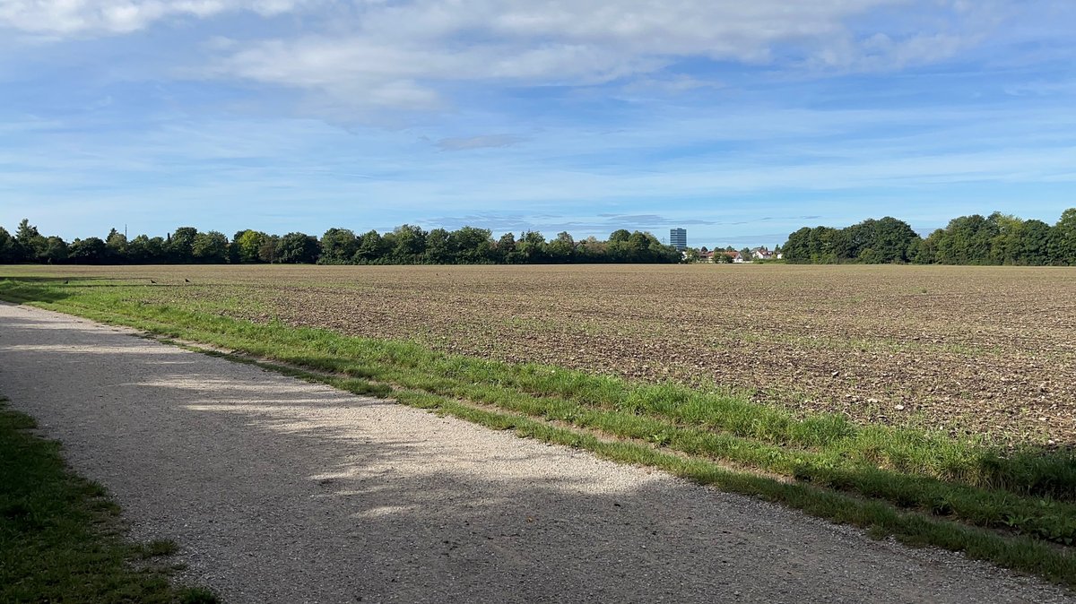 Feld bei Daglfing im Planungsgebiet