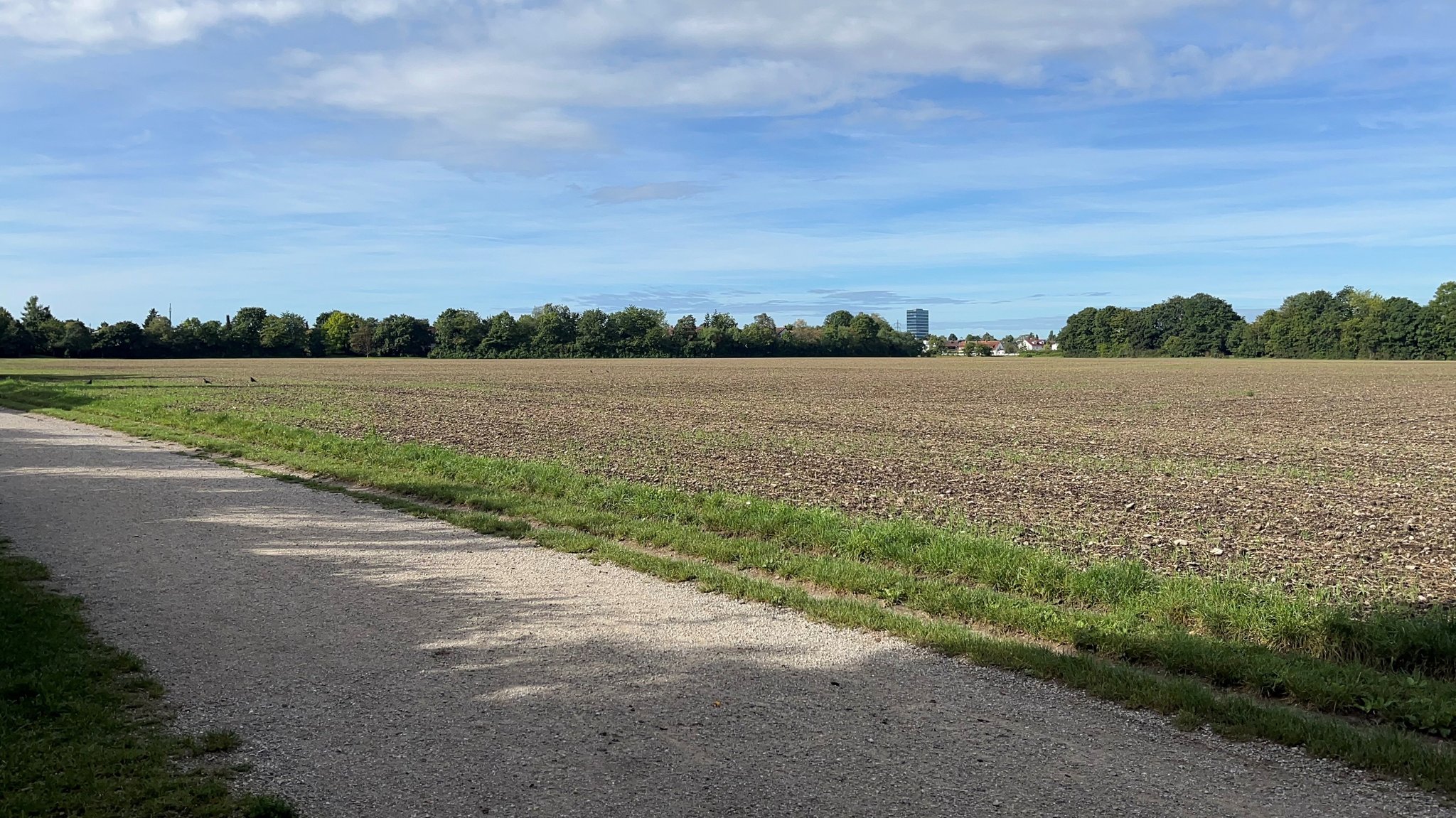 Feld bei Daglfing im Planungsgebiet