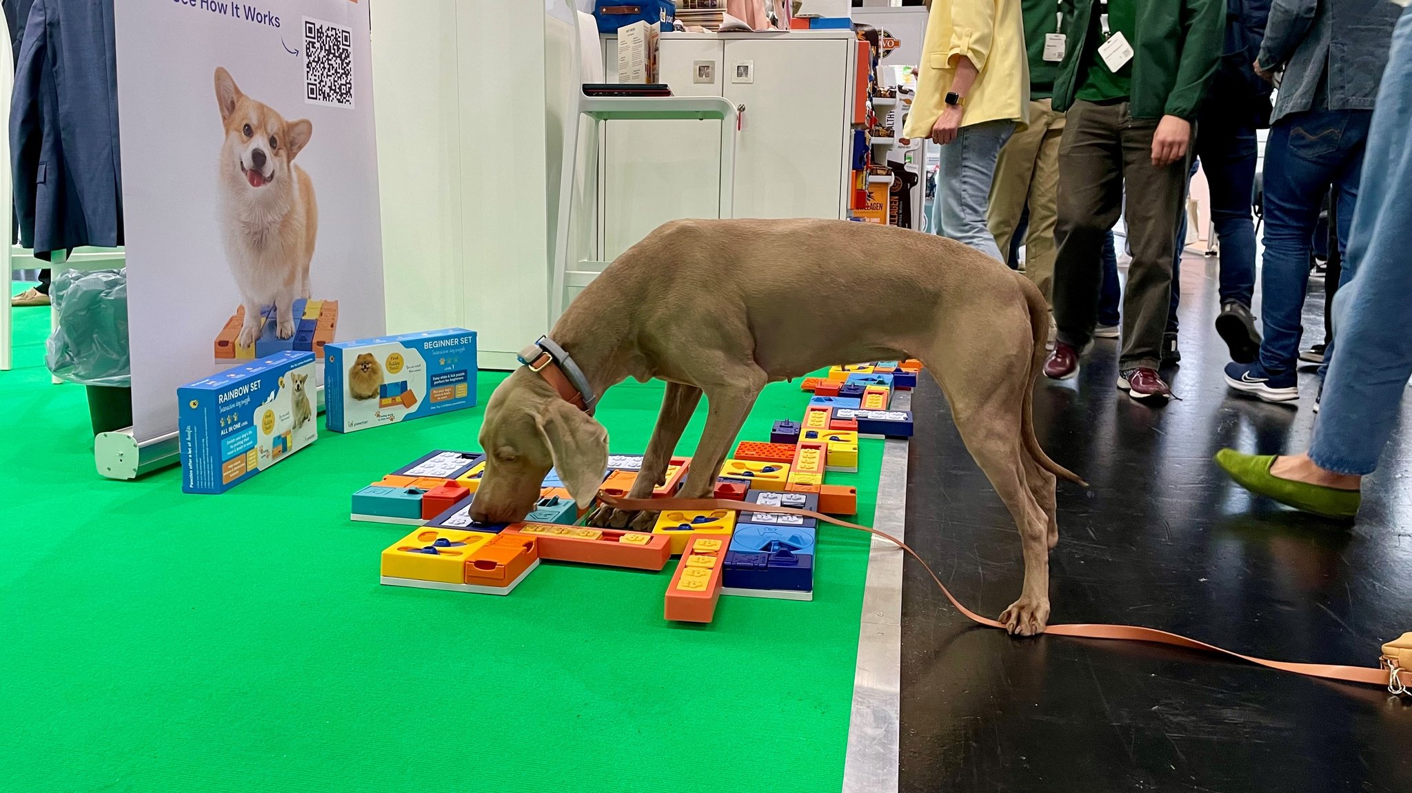 Ein Hund spielt mit Spielzeug auf der Interzoo-Messe in Nürnberg.