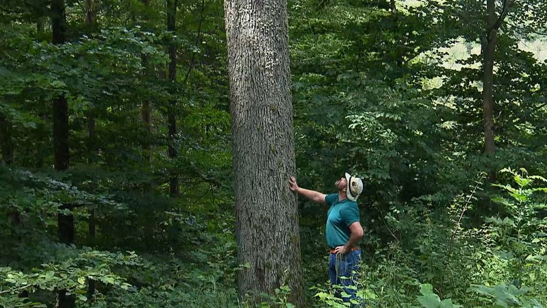 Ein mann schaut an einem Baum hoch. | Bild: BR Ein mann schaut an einem Baum hoch.