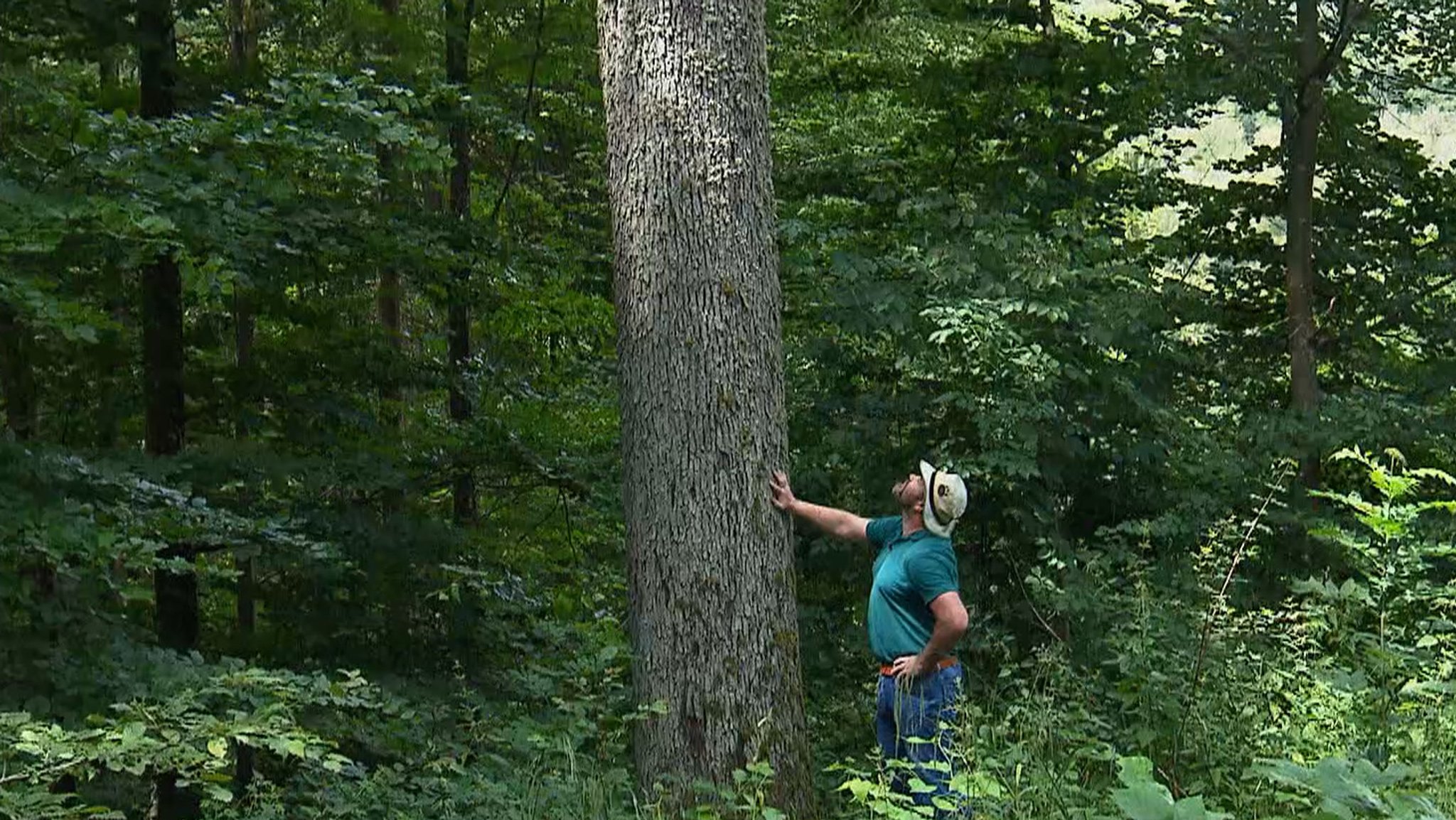 Ein mann schaut an einem Baum hoch.