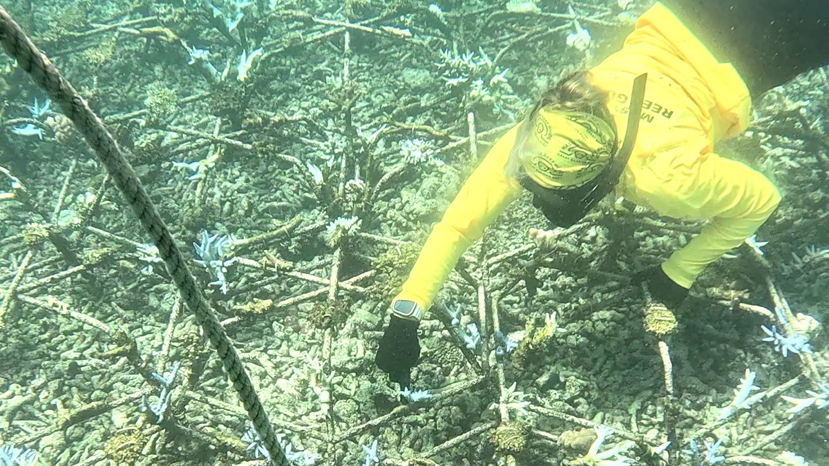 Auf dem Stahlgitter angebracht können abgebrochene, aber noch lebende Korallen-Fragmente im Meer zu einem gesunden Riff aufwachsen. | Bild: Simon Berninger/BR Auf dem Stahlgitter angebracht können abgebrochene, aber noch lebende Korallen-Fragmente im Meer zu einem gesunden Riff aufwachsen.