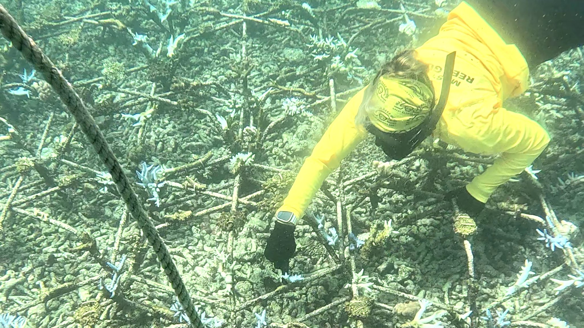 Auf dem Stahlgitter angebracht können abgebrochene, aber noch lebende  Korallen-Fragmente im Meer zu einem gesunden Riff aufwachsen.