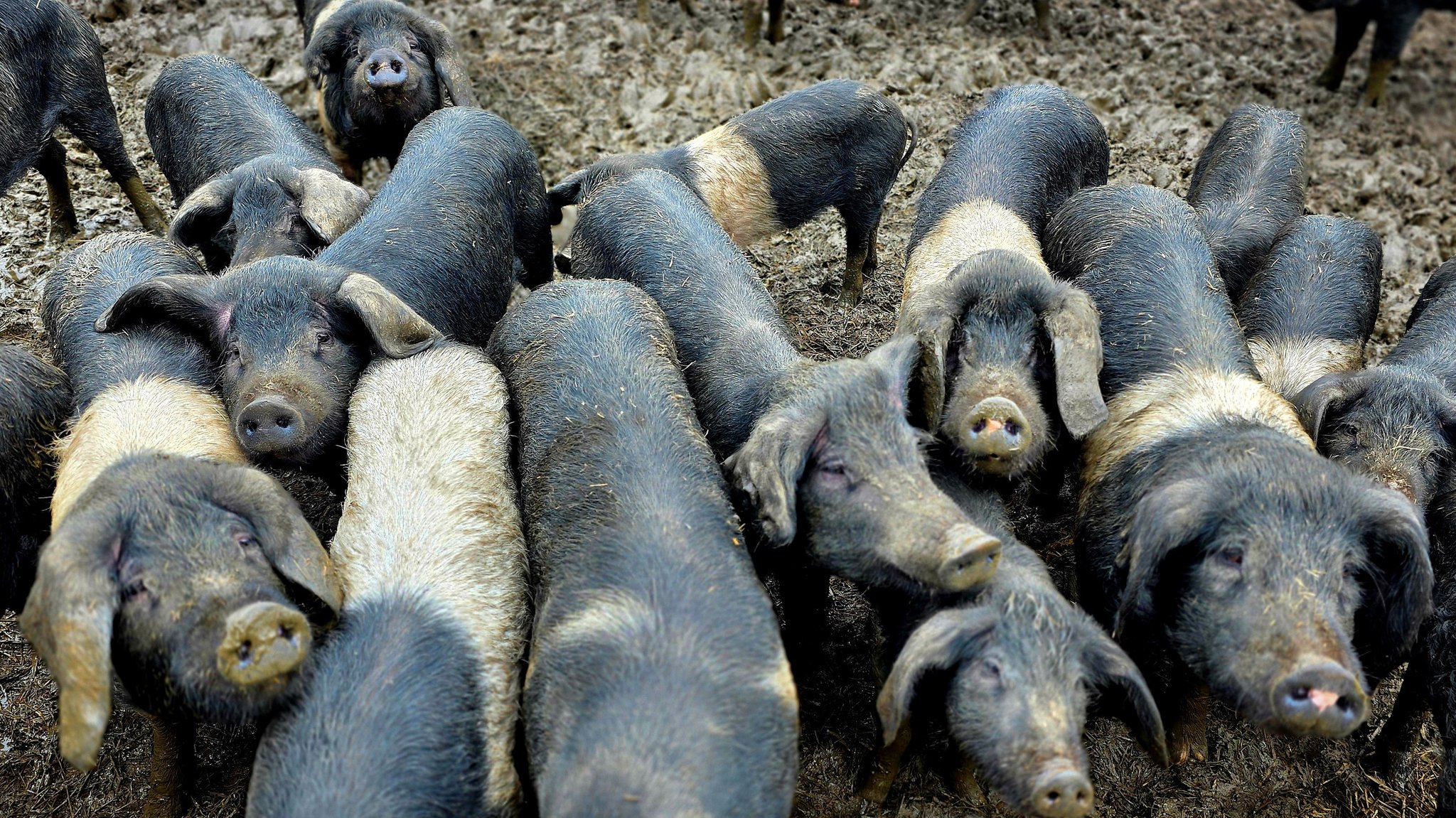 Angler Sattelschweine auf einem Hof bei Burgkirchen an der Alz: Mit gerade noch 120 Tieren in ist die alte Rasse in Deutschland extrem gefährdet | Bild: BR / Michael Kraa Angler Sattelschweine auf einem Hof bei Burgkirchen an der Alz: Mit gerade noch 120 Tieren in ist die alte Rasse in Deutschland extrem gefährdet