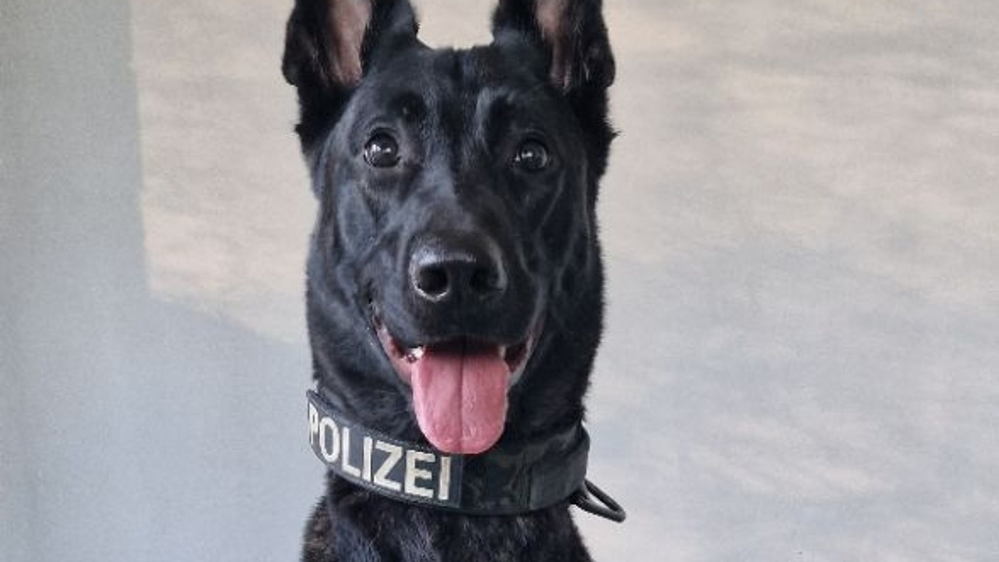 Diensthündin "Miss Moneypenny" stellt Einbrecher