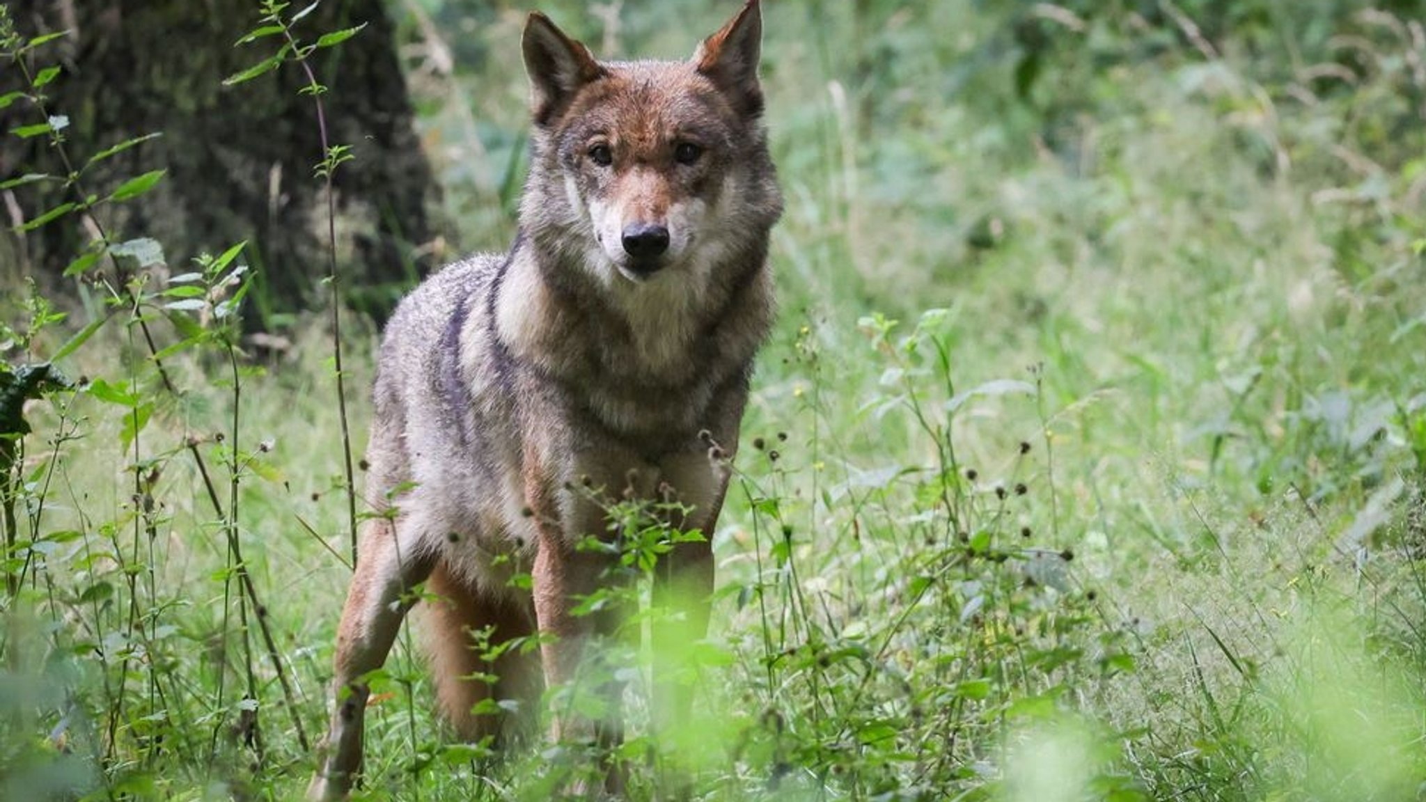 Ein Wolf steht in einem Wald (Symbolbild)