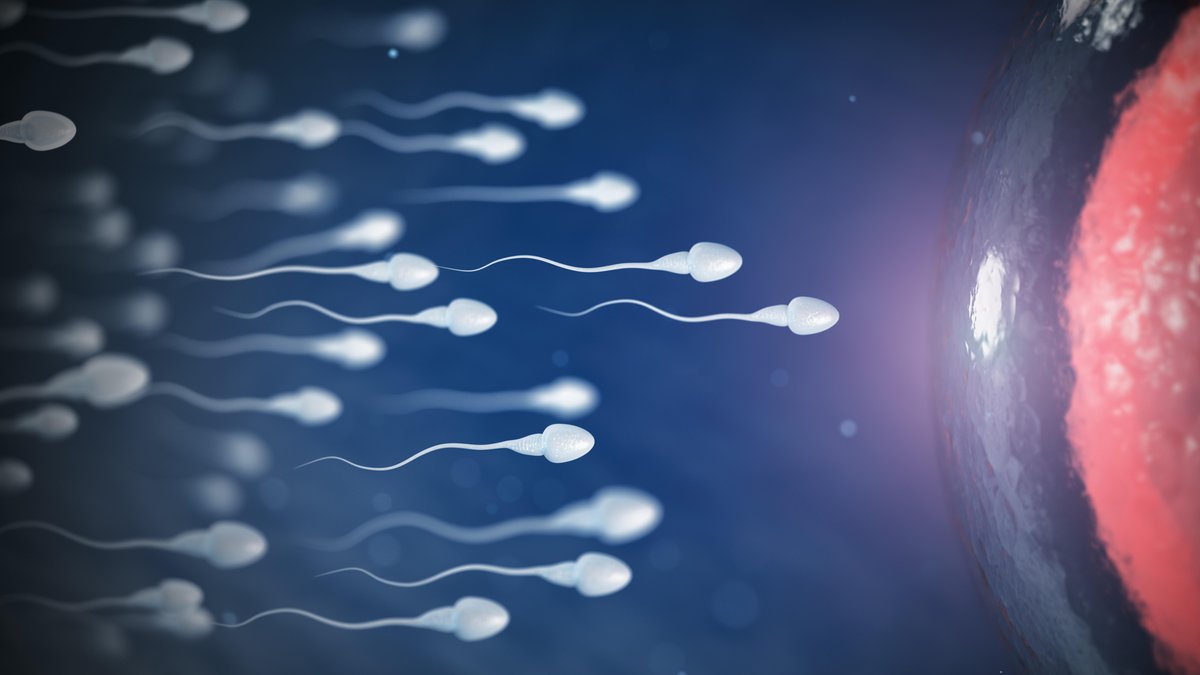 Spermien und Eizellen unter dem Mikroskop; Spermidin kann Eizellen verjüngen – bislang aber nur bei Mäusen