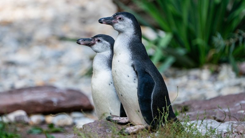 Zwei Humboldt-Pinguine stehen in einem Gehege.