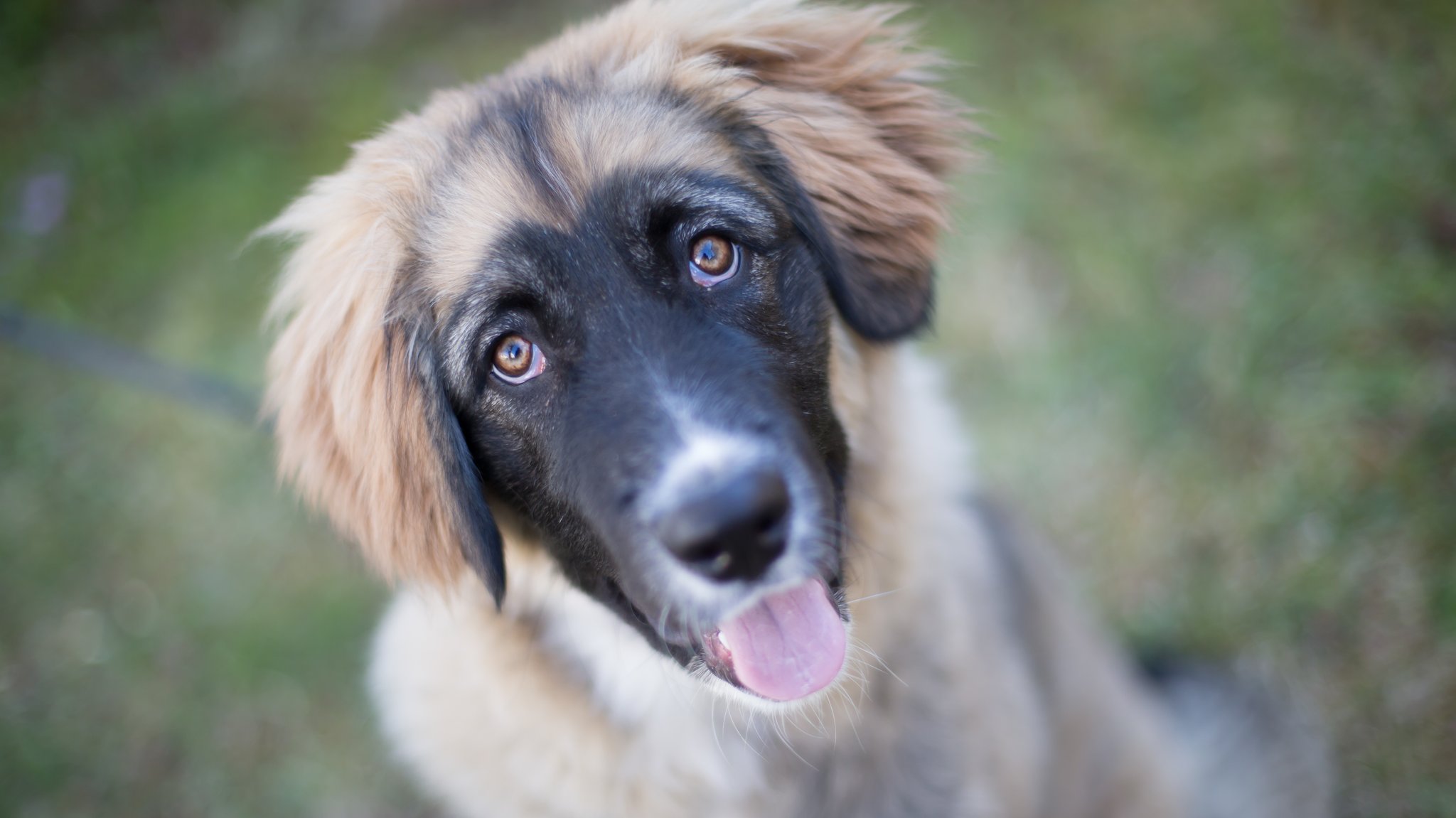 Können Hunde Optimisten oder Pessimisten sein