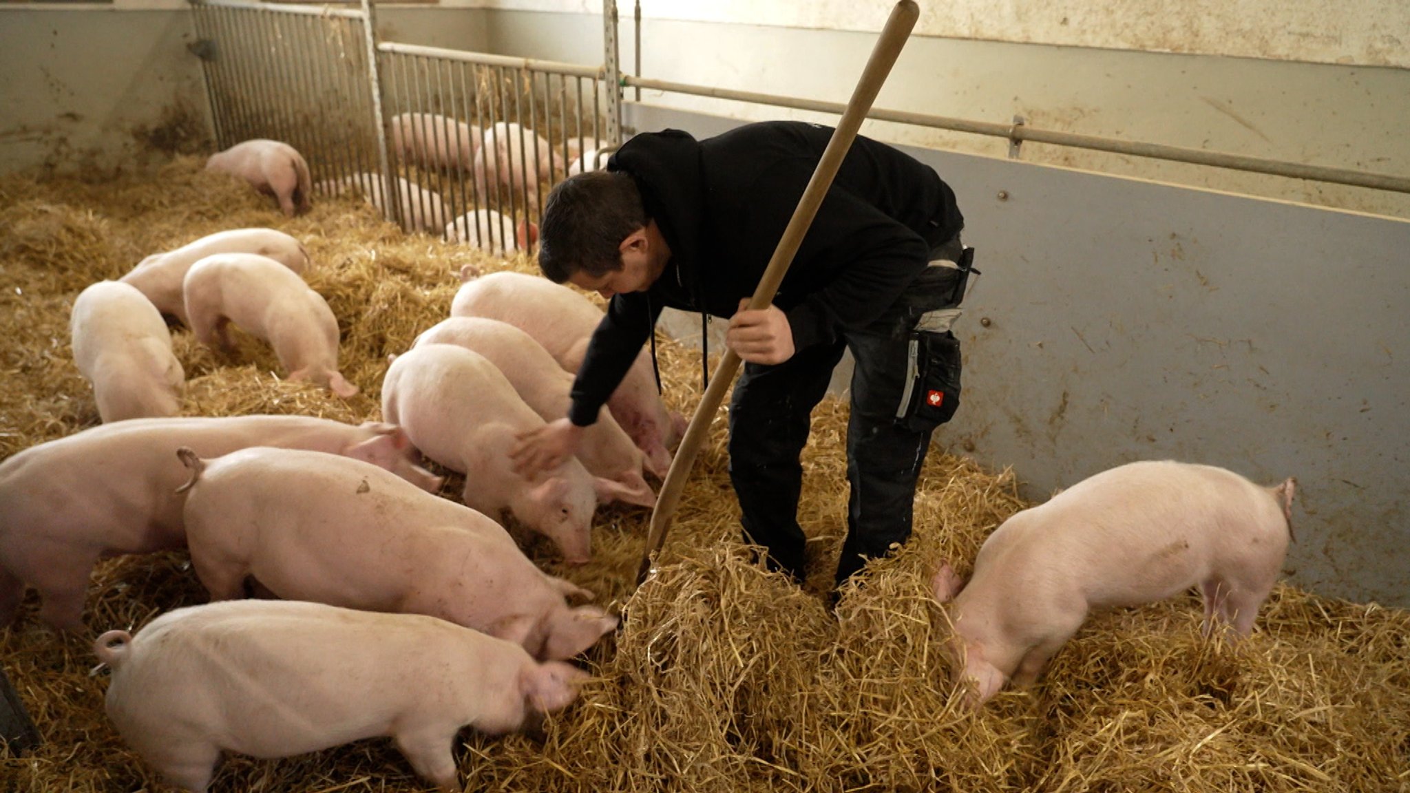 Bauer arbeitet in kleinem Schweinestall