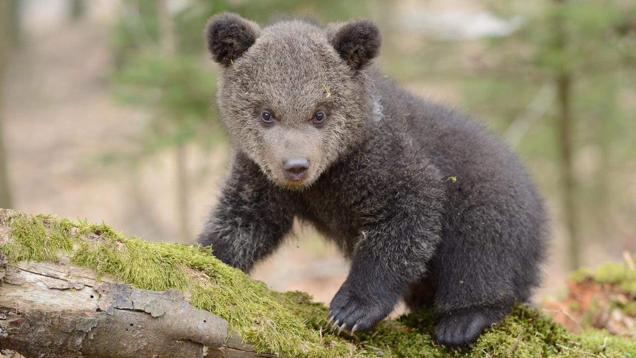 Abenteuer Wildnis TierDoku Bärenkinder