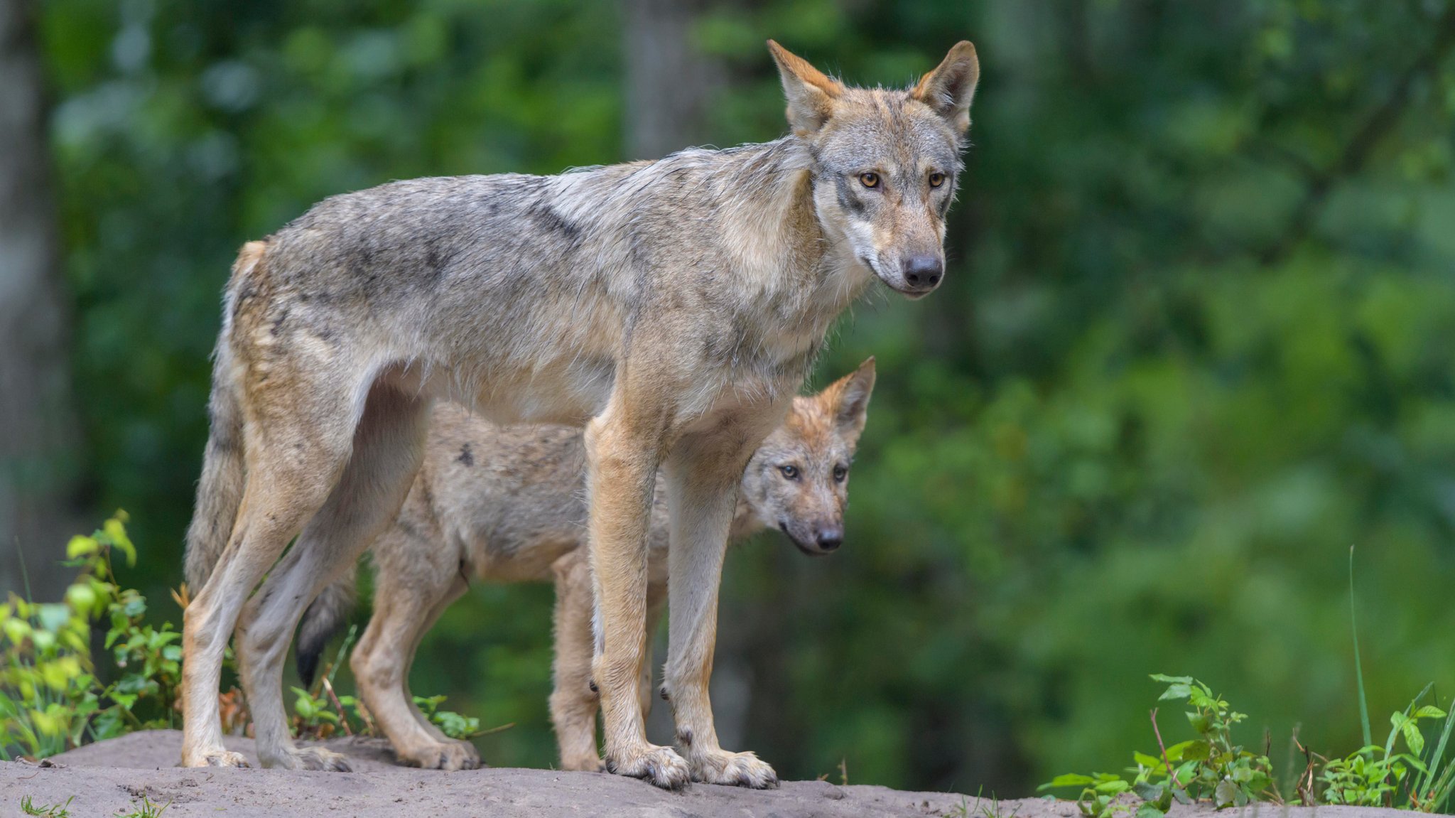 Junge Wölfe laufen in Oberbayern über Spielplatz