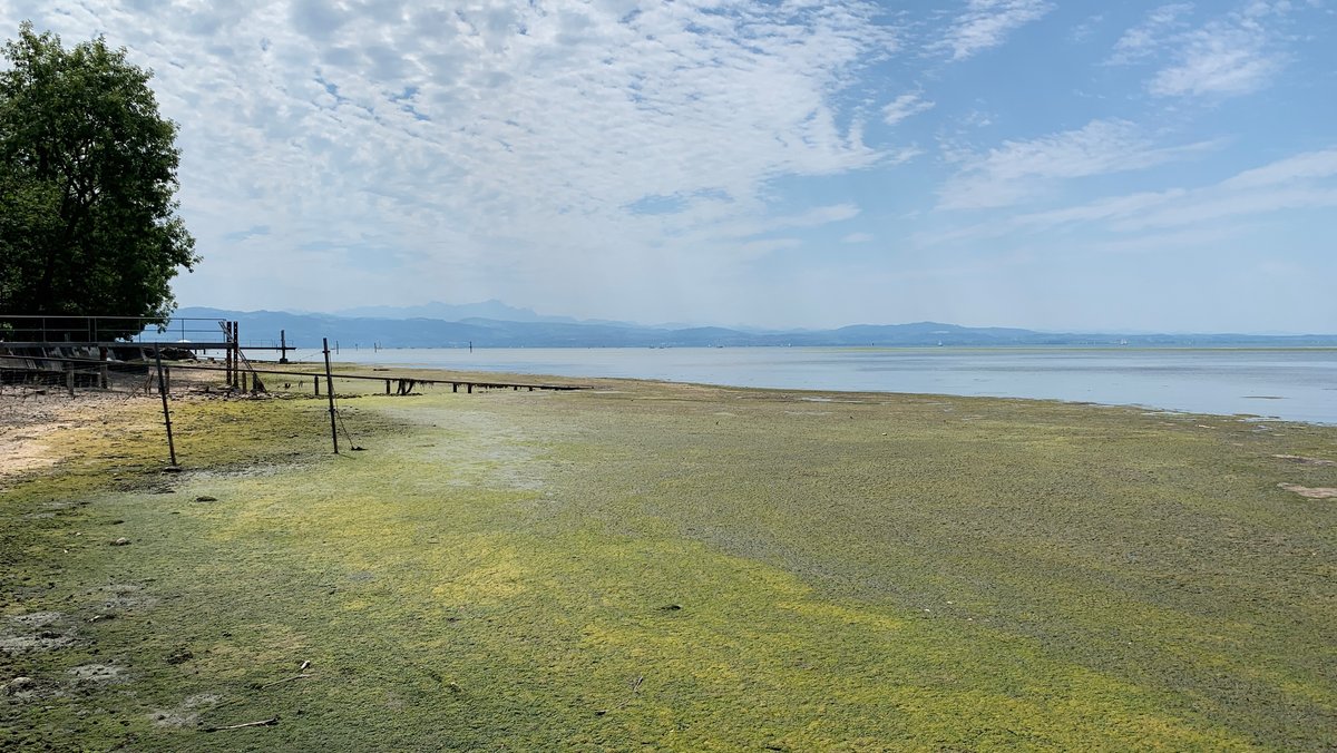 Algenteppiche auf dem Bodensee: Eine grüne Masse bedeckt das Wasser.
