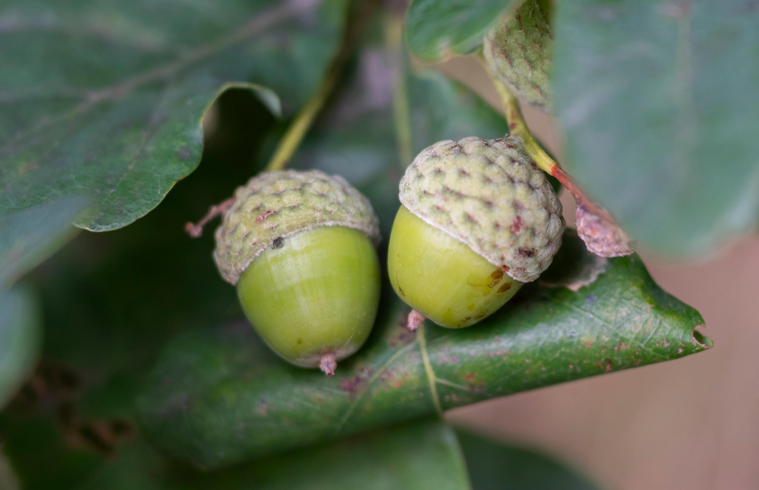 Früchte einer Eiche (Symbolbild)