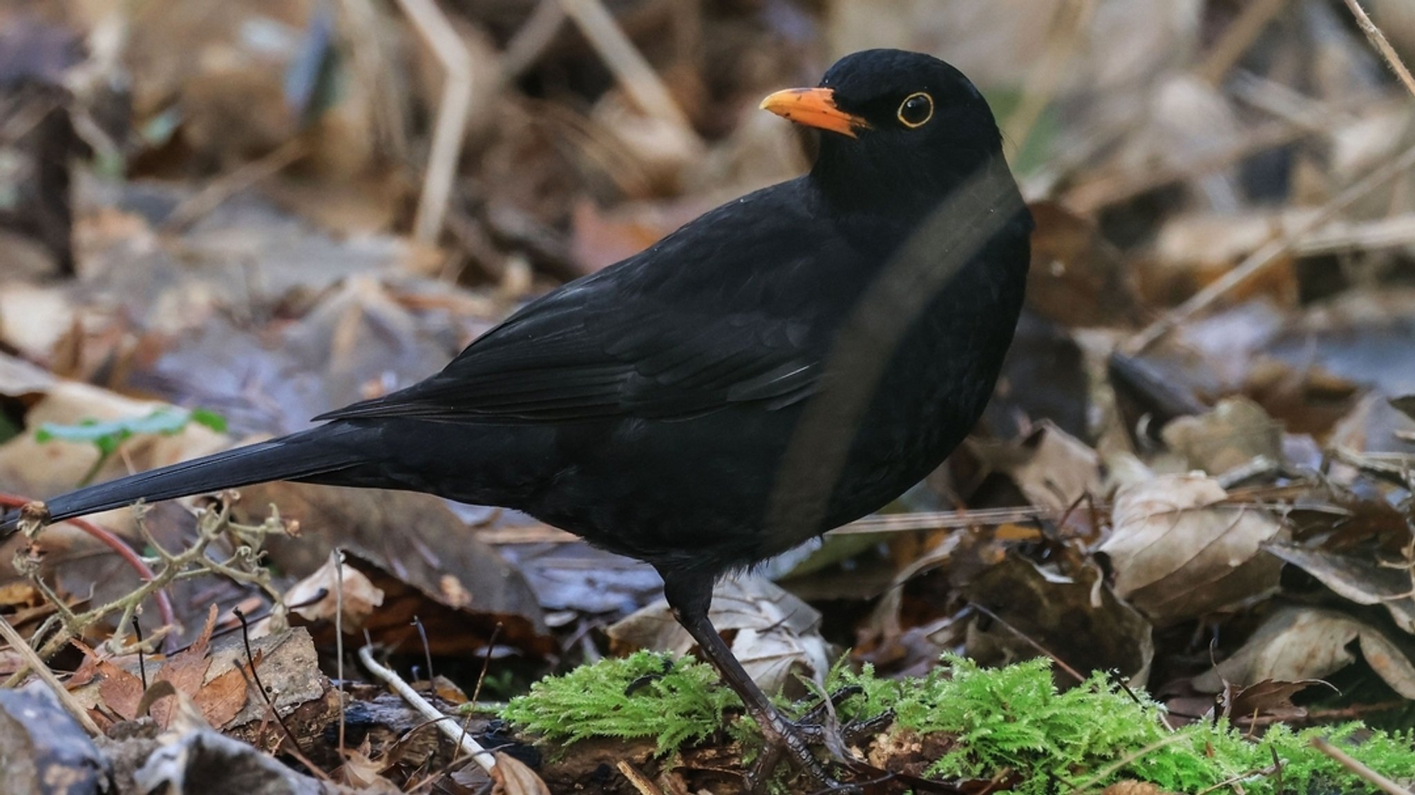 Eine Amsel sitzt auf dem Waldboden | Bild: dpa-Bildfunk/Oliver Berg Eine Amsel sitzt auf dem Waldboden