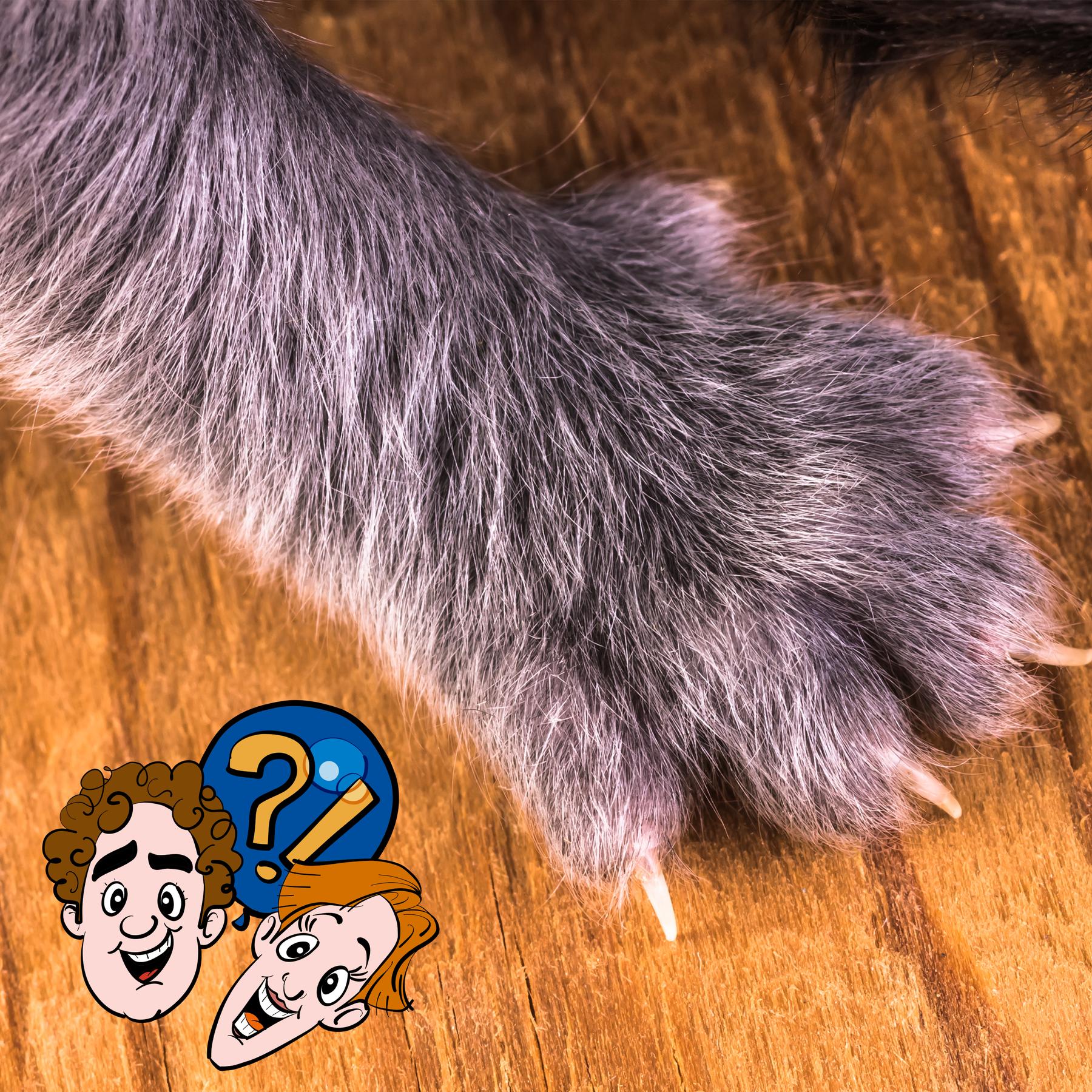 Haben Katzen unterschiedliche Pfotenabdrücke? episode artwork