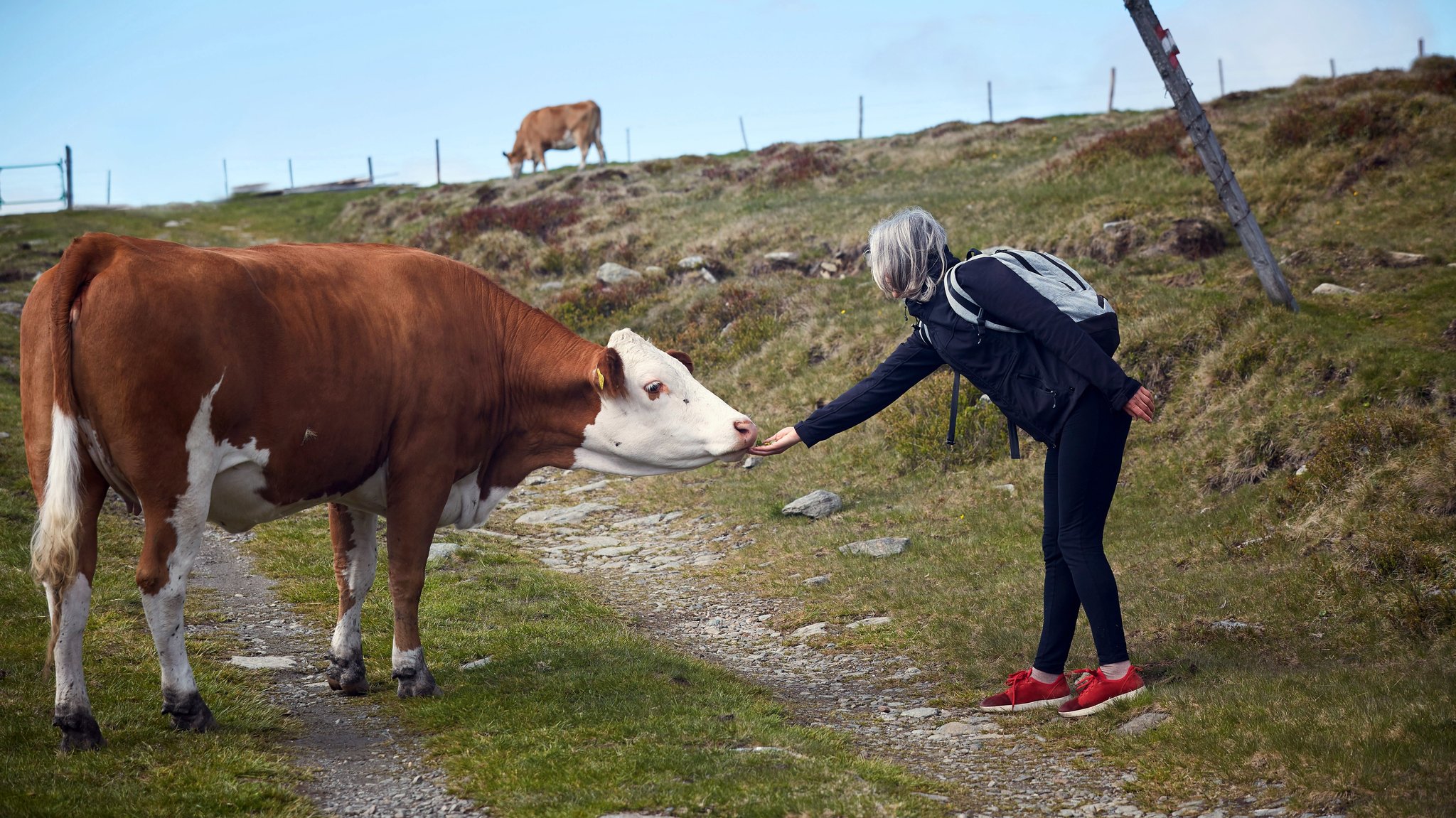 Wanderin streichelt eine Kuh.