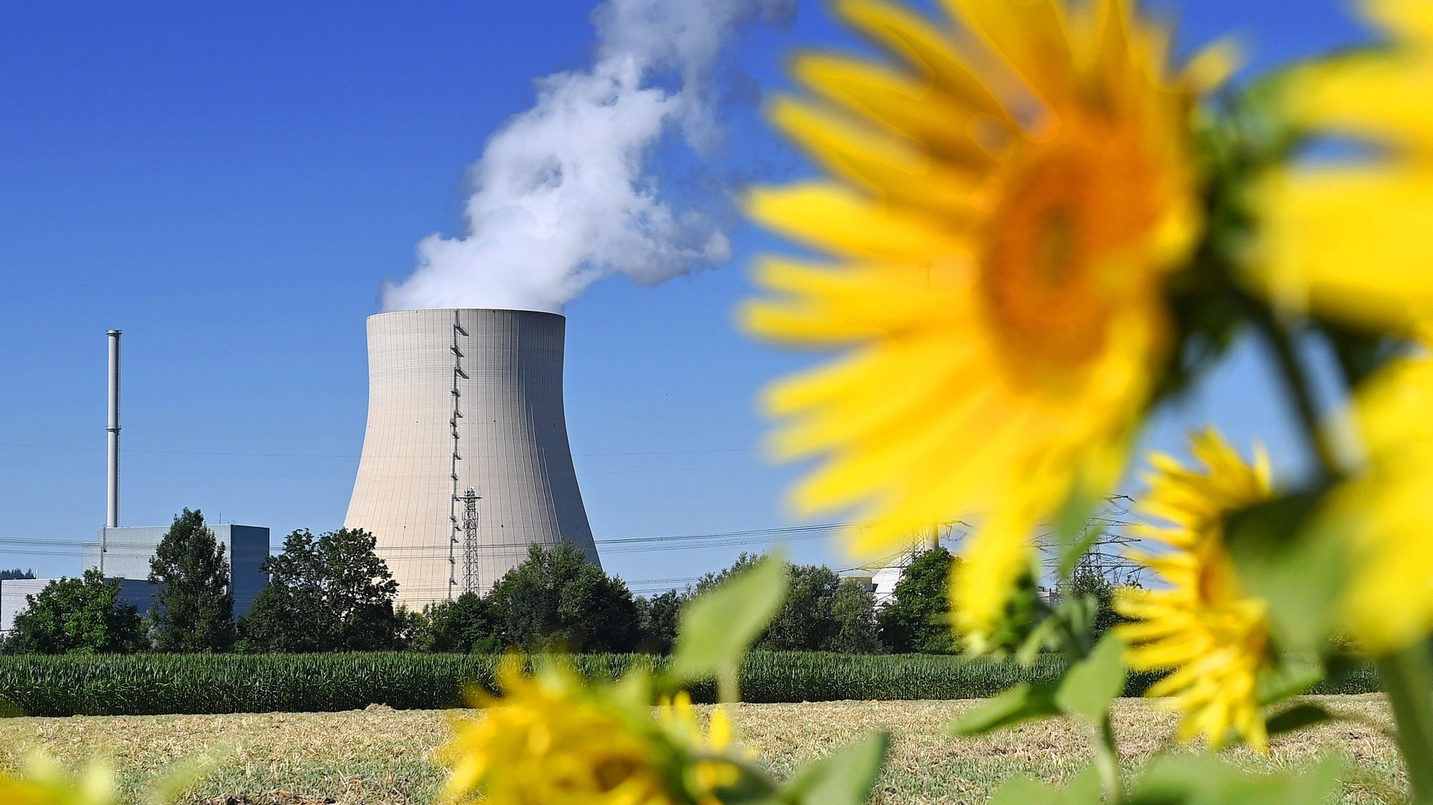 Sonnenblumen vor dem AKW Isar 2.