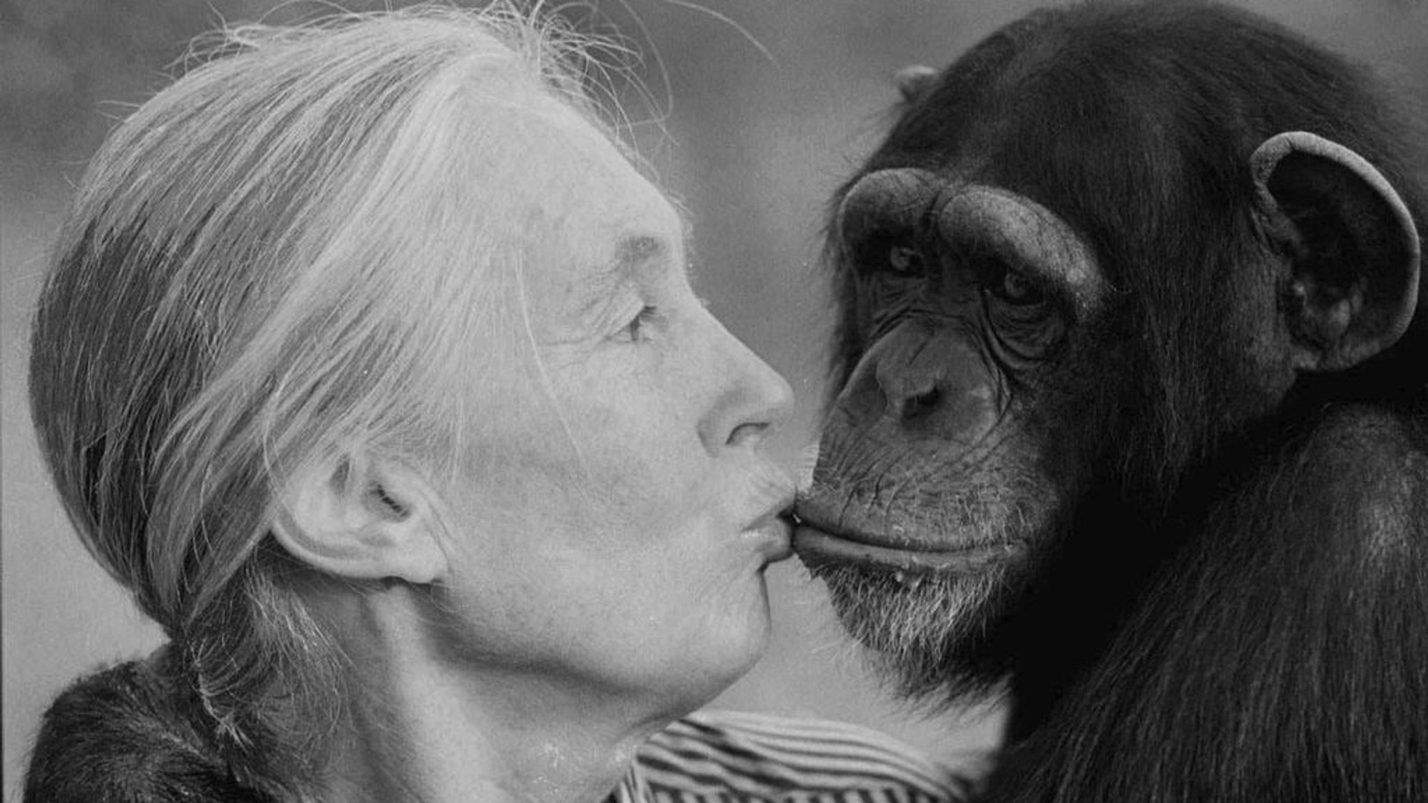 ARCHIV - 06.12.1997, Kenia, Nanyuki: Jane Goodall küsst Tess, ein Schimpansenweibchen, im Sweetwaters Schimpansenschutzgebiet in der Nähe von Nanyuki, nördlich von Nairobi. Die britische Primatenforscherin Jane Goodall, die Schimpansen erforschte und zu einer bekannten Tierschützerin wurde, ist im Alter von 91 Jahren gestorben, wie ihr Institut am 1. Oktober 2025 mitteilte. (zu dpa: «Britische Primaten-Forscherin Jane Goodall ist tot») Foto: JEAN-MARC BOUJU/AP/dpa +++ dpa-Bildfunk +++