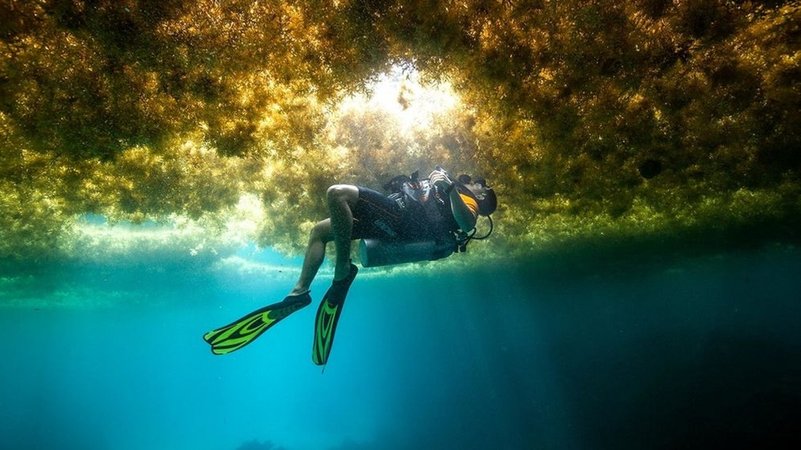 Ein Taucher schwimmt in einer Schicht von Algen.