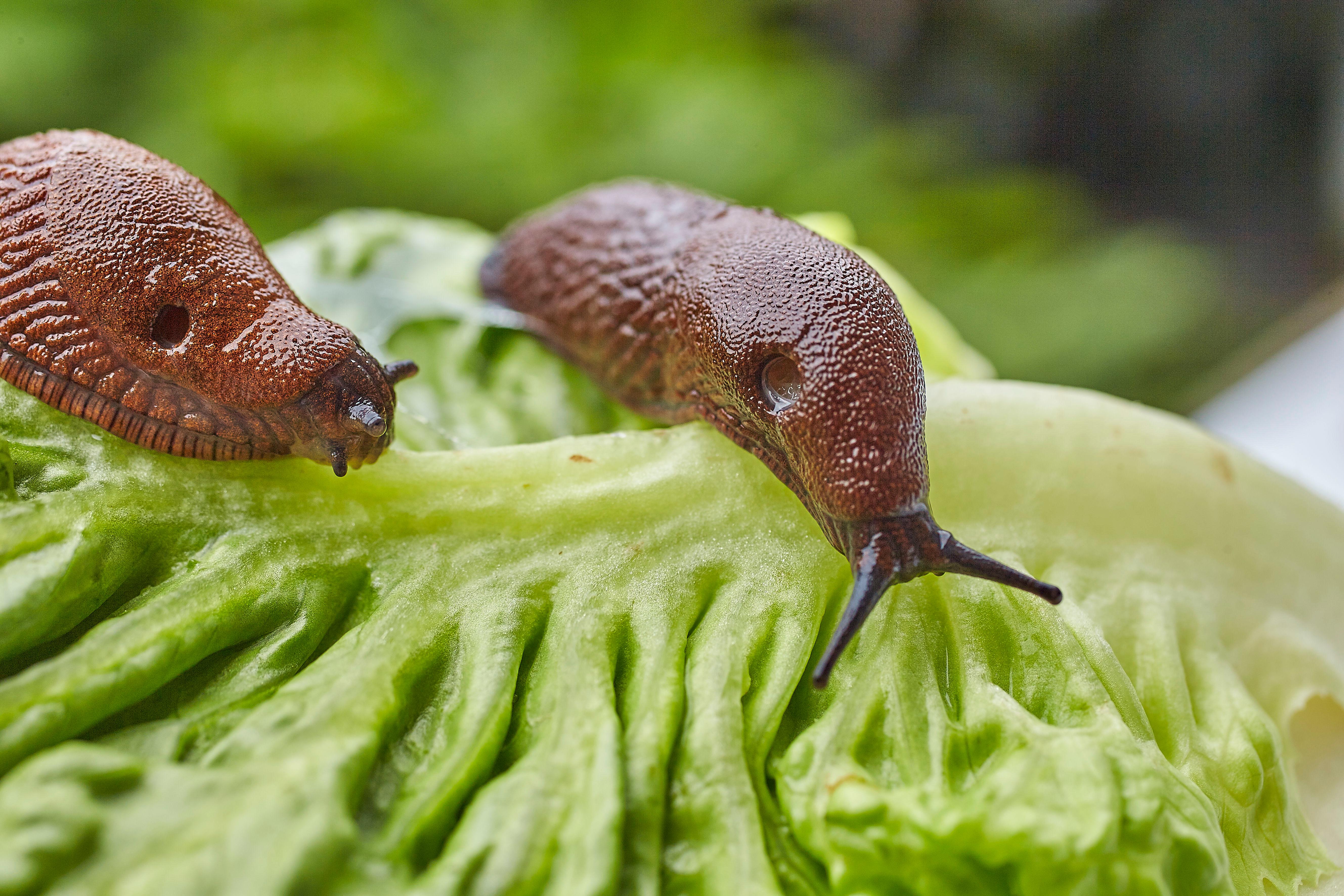 Nacktschnecken auf einem Salatblatt