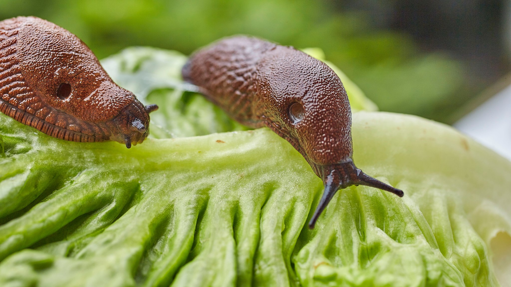 Schnecken im Garten bekämpfen: Das hilft gegen Nacktschnecken