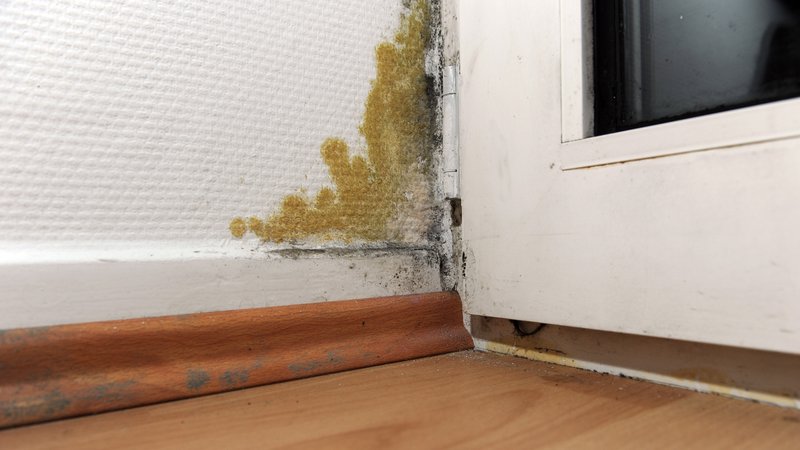 Schimmel an der Wand hinter einer Tür | Bild: picture alliance / dpa-mag | Daniel Reinhardt Schimmel an der Wand hinter einer Tür