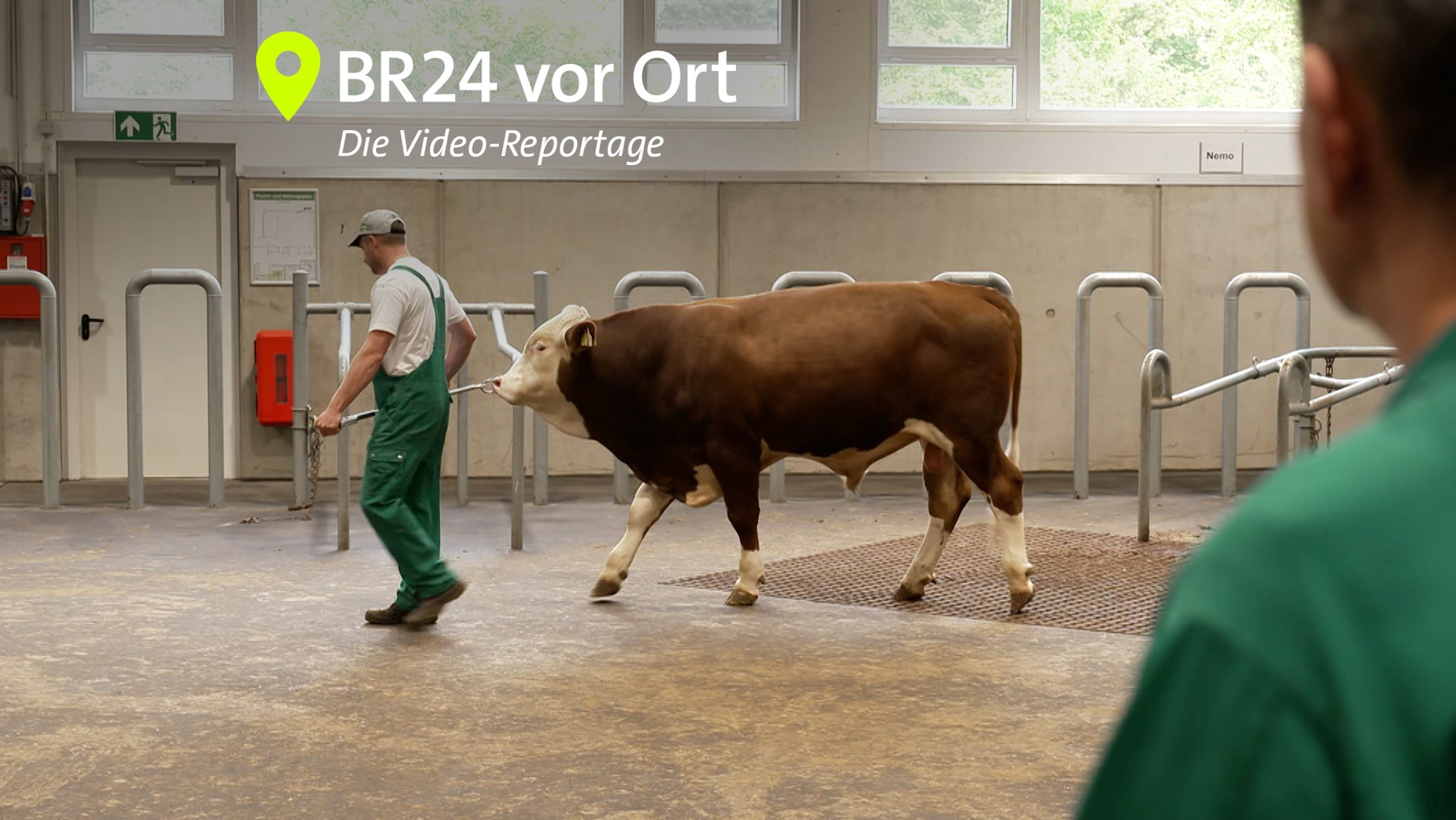 Fleckviehbulle "Melodie" läuft | Bild: BR24 Fleckviehbulle "Melodie" läuft
